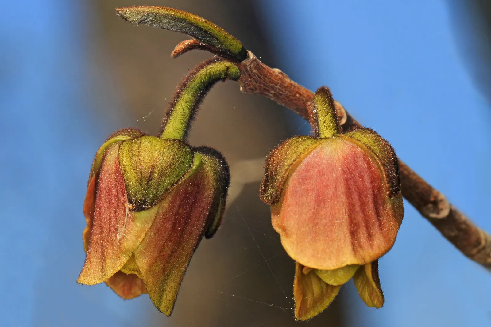Pawpaw (Asimina Triloba) — the Pawpaw supports local ecosystems; thus, planting two or more genetically distinct trees will ensure better fruit production