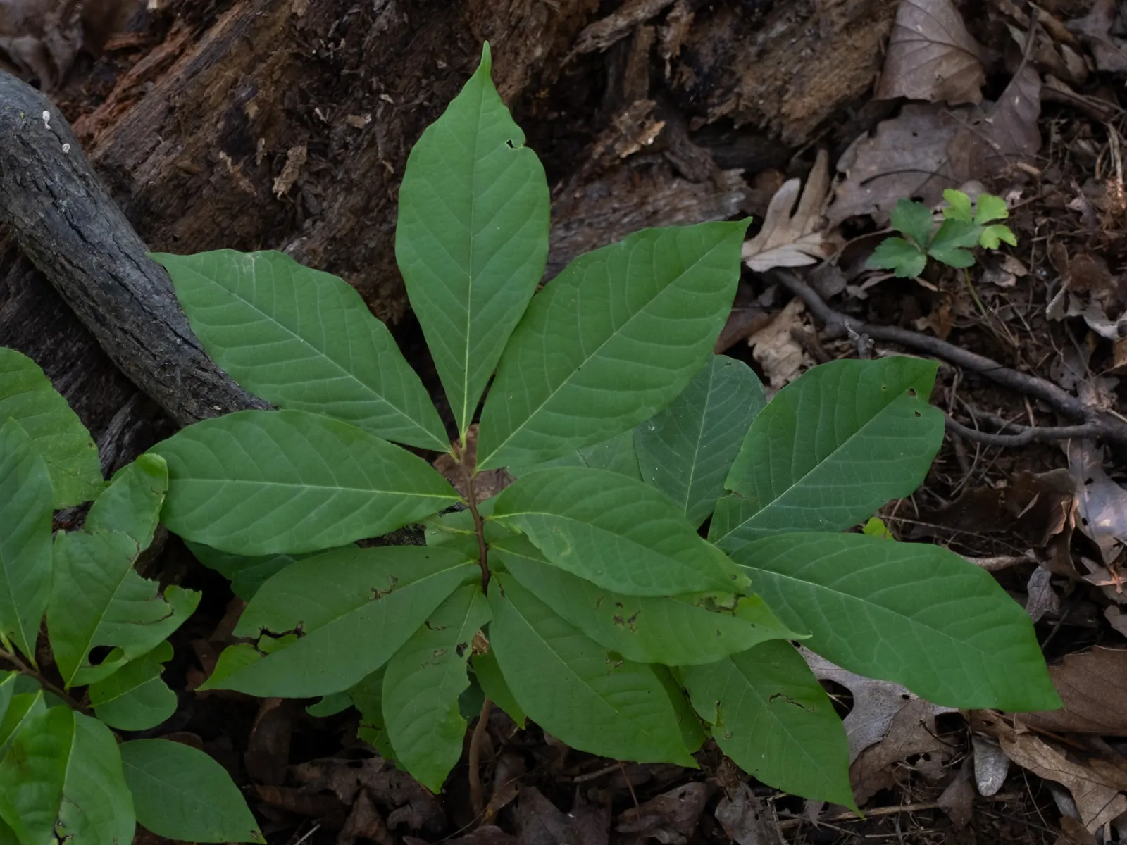 Pawpaw (Asimina Triloba) — the largest native to North America; it thrives in hardiness zones 5 through 9 and prefers rich, well-drained soil, image 62