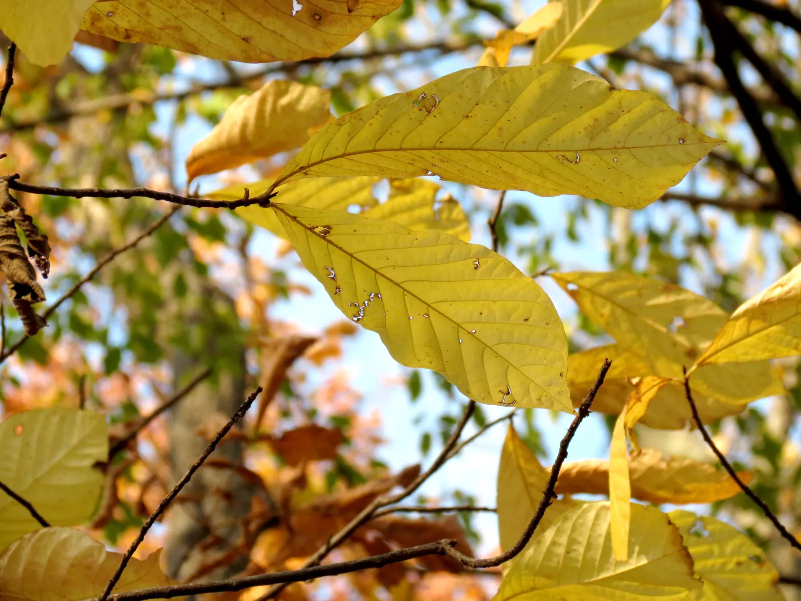 Pawpaw (Asimina Triloba) — which rely on the tree for survival; reaching 15-20 ft high with a similar spread, image 101
