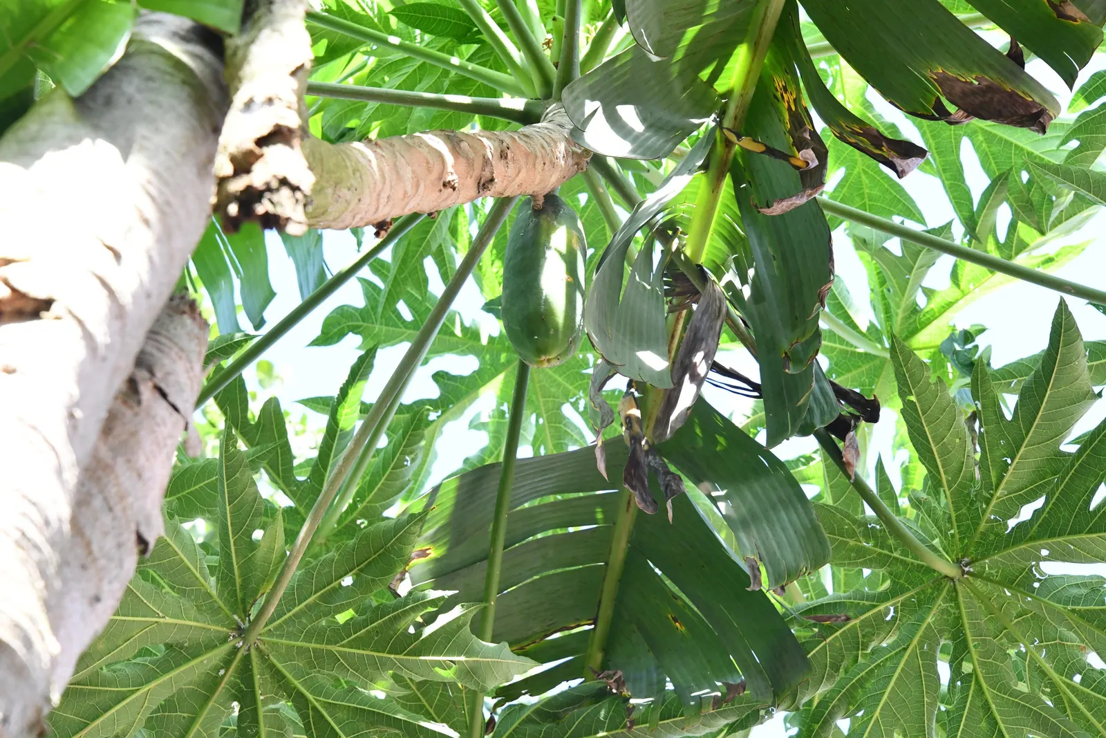 Pawpaw (Asimina Triloba) — the Pawpaw adds a tropical flair and provides exceptional fall color with its golden-yellow foliage
