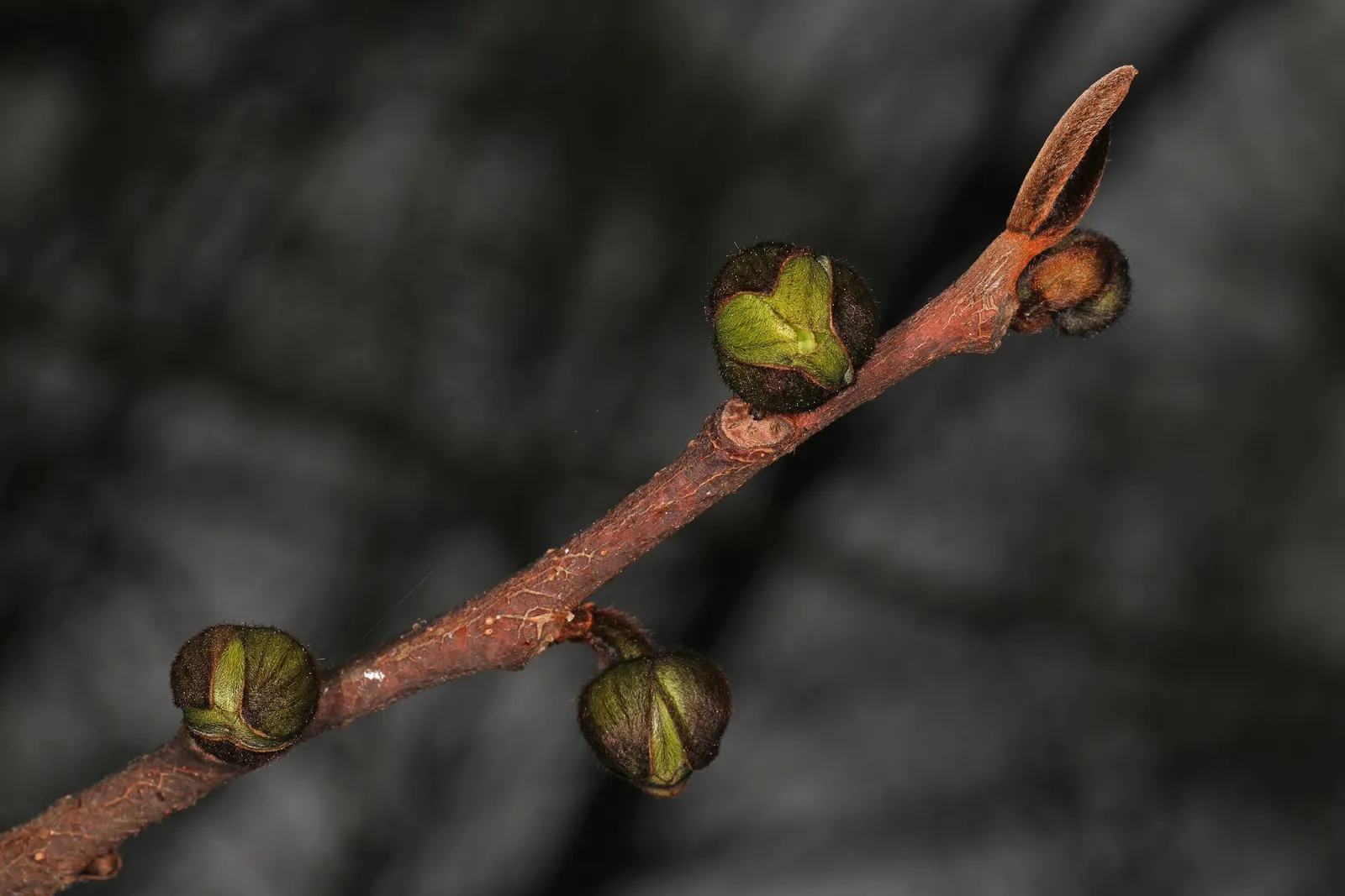 Pawpaw (Asimina Triloba) — It thrives in hardiness zones 5 through 9 and prefers rich, well-drained soil; purple flowers in the garden, image 67