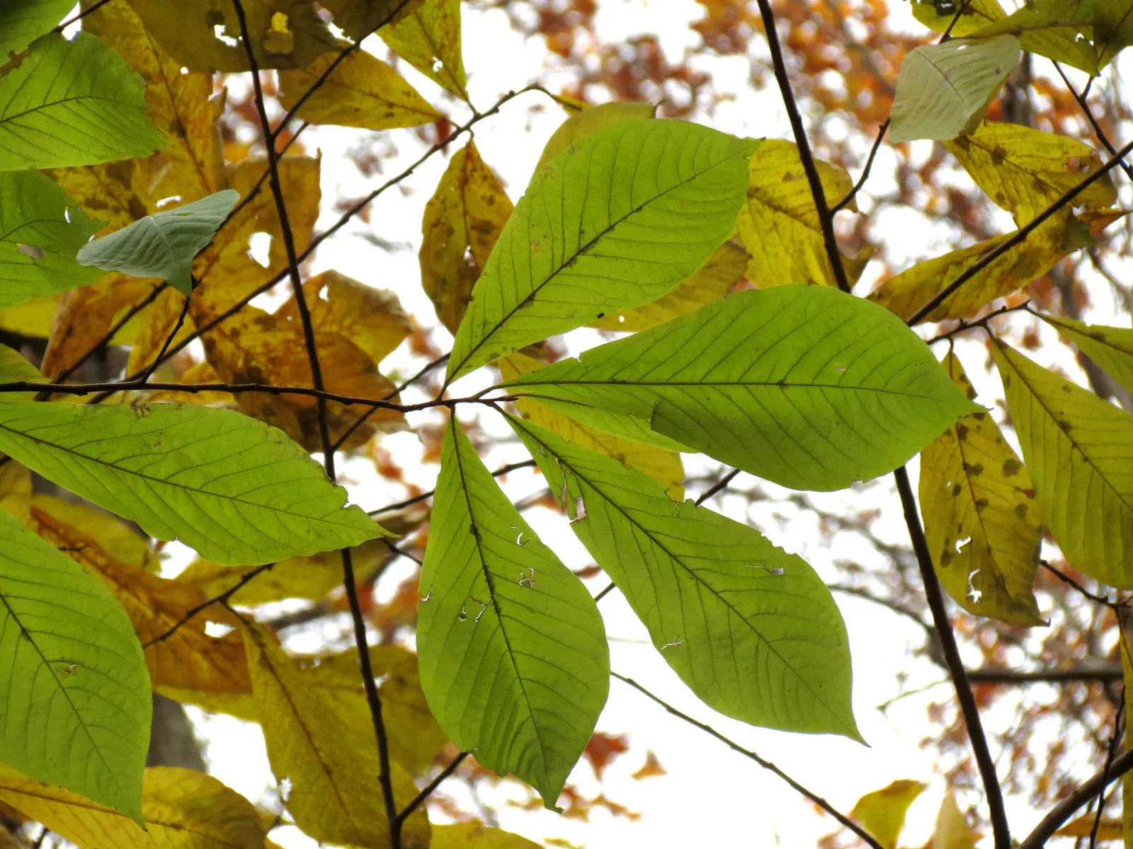 Pawpaw (Asimina Triloba) — Thus, planting two or more genetically distinct trees will ensure better fruit production