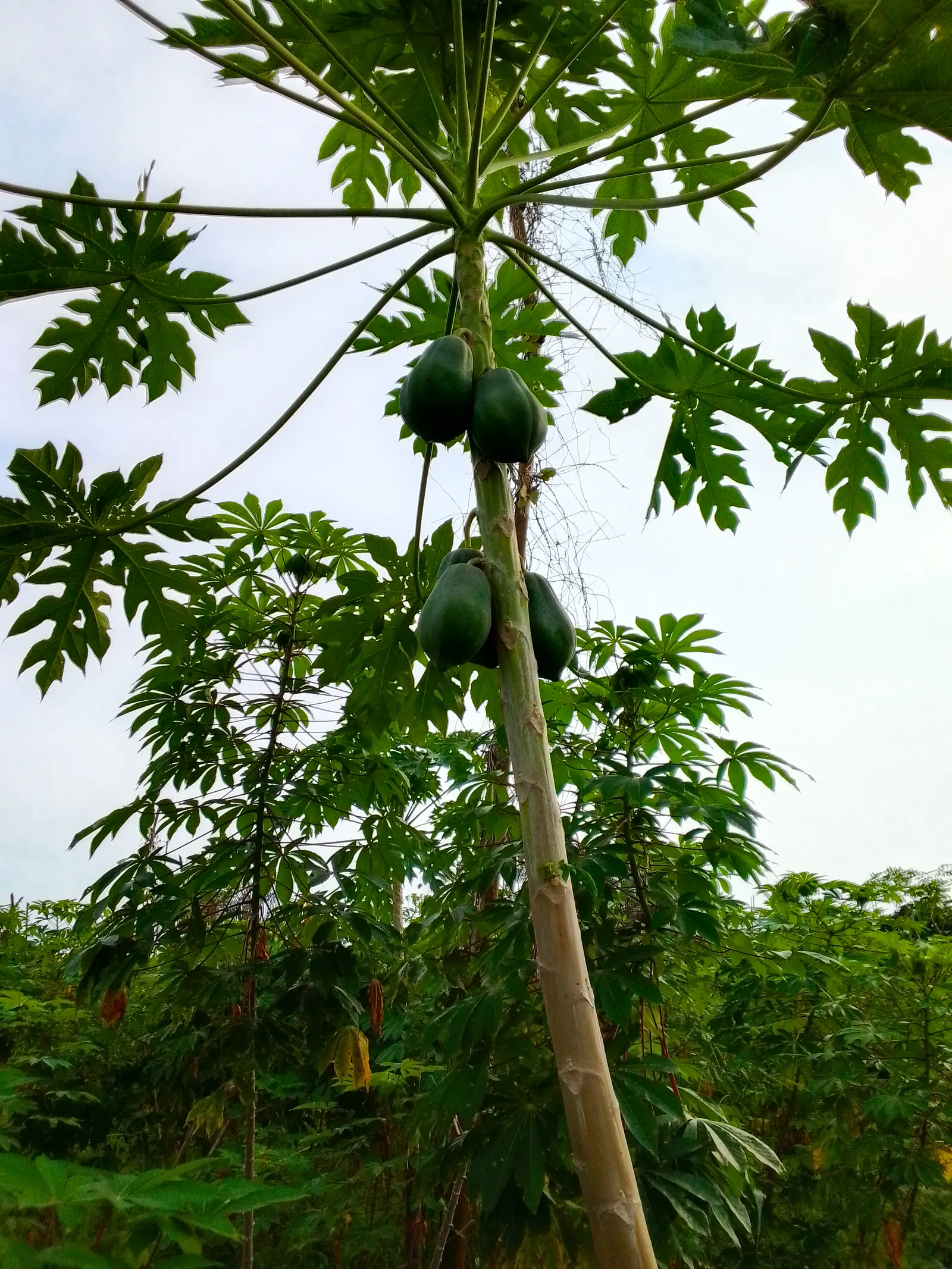Pawpaw (Asimina Triloba) — tree for full