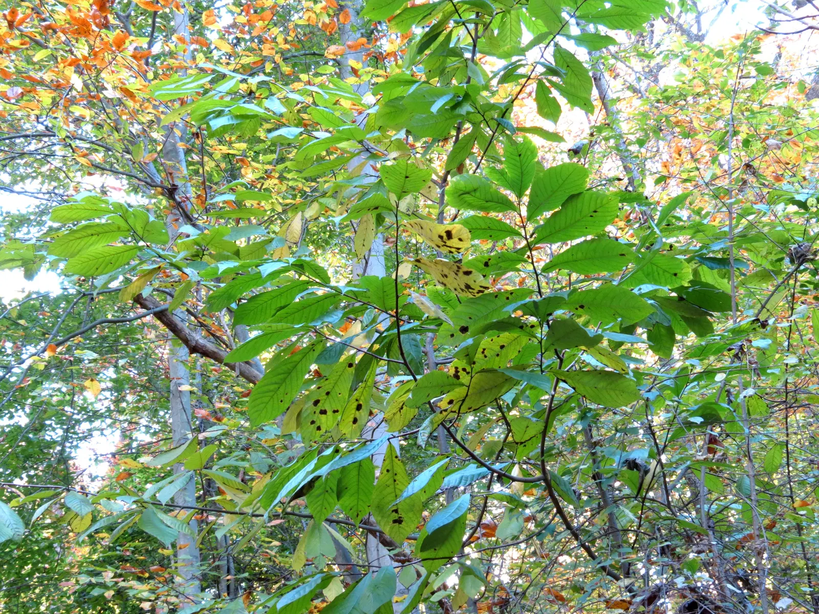 Pawpaw (Asimina Triloba) — but fruiting is most abundant in full sun.<br><br>In a landscape; typically by flies or beetles, image 69