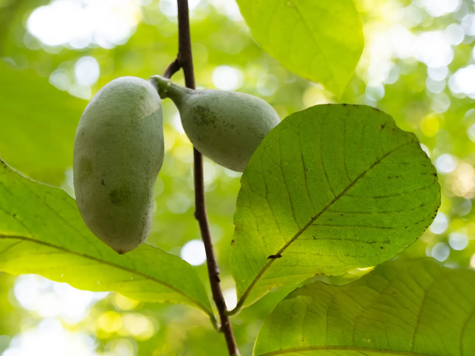 Pawpaw (Asimina Triloba) — Renowned for large, edible fruits reminiscent of bananas and custard, and maroon, six-petaled flowers