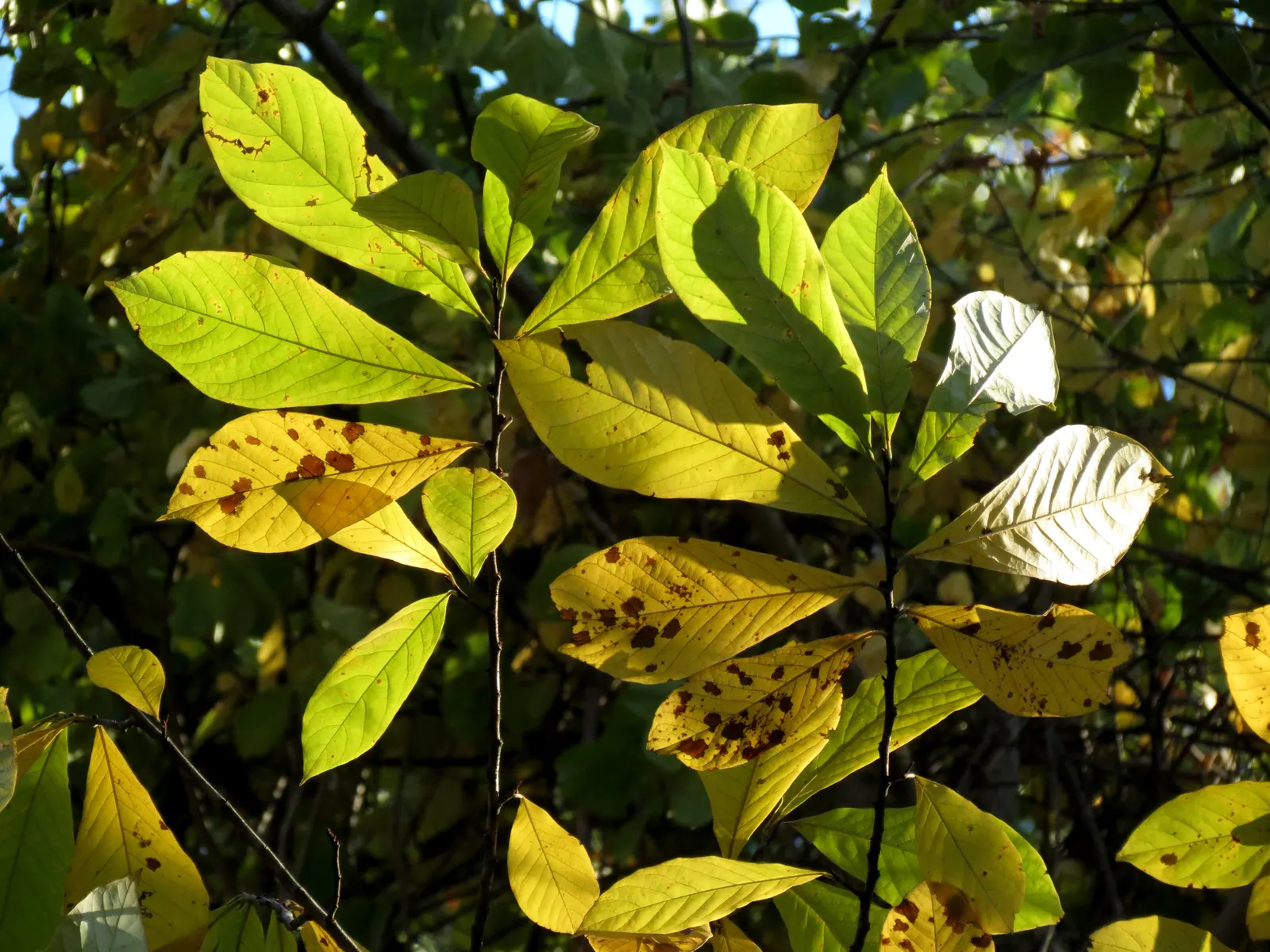 Pawpaw (Asimina Triloba) — is a deciduous North American native tree; prefers moist, well-drained soil in partial shade