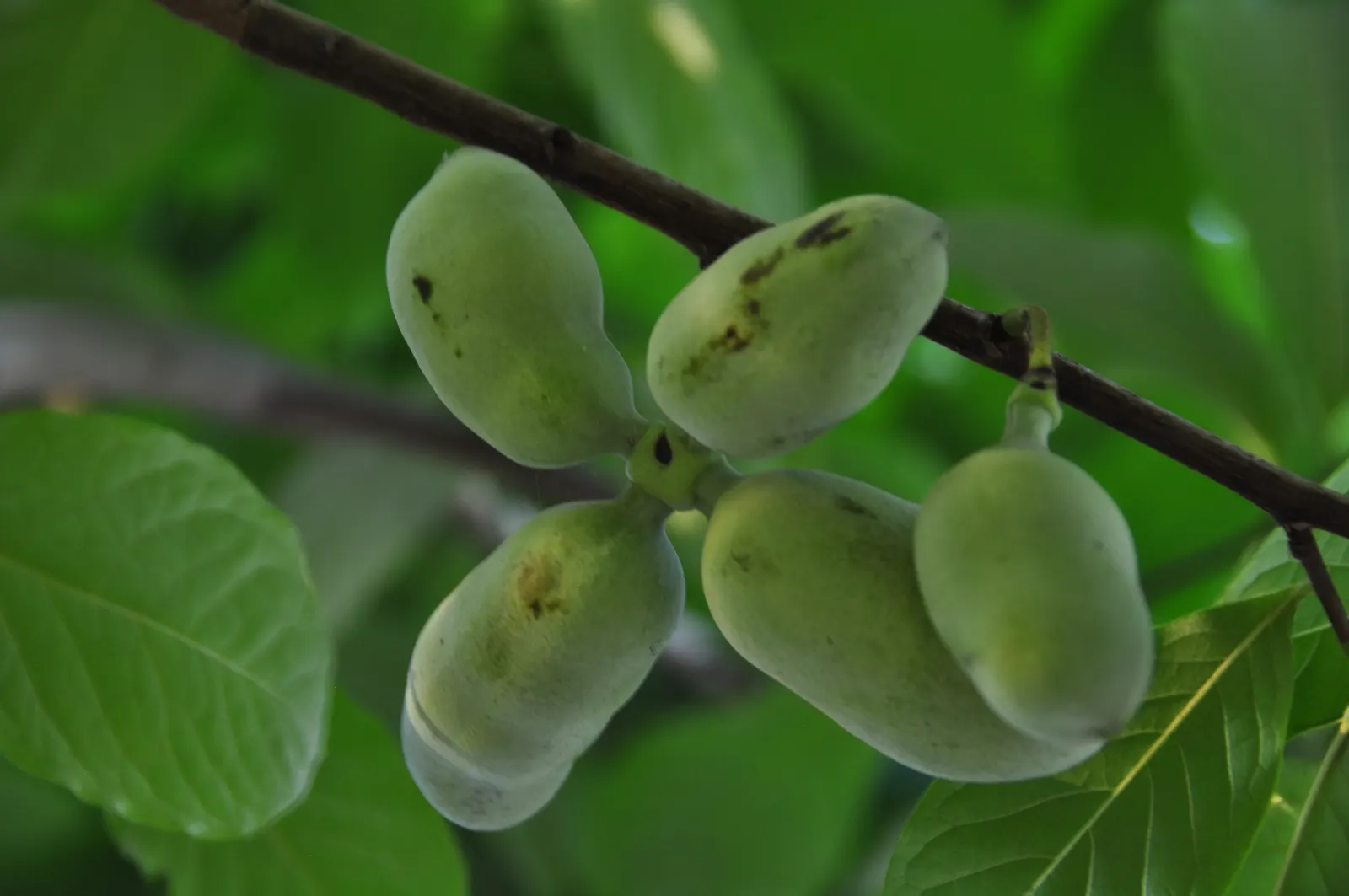 Pawpaw (Asimina Triloba) — When designing with sustainability in mind; is a versatile deciduous tree that contributes a tropical aesthetic to, image 98