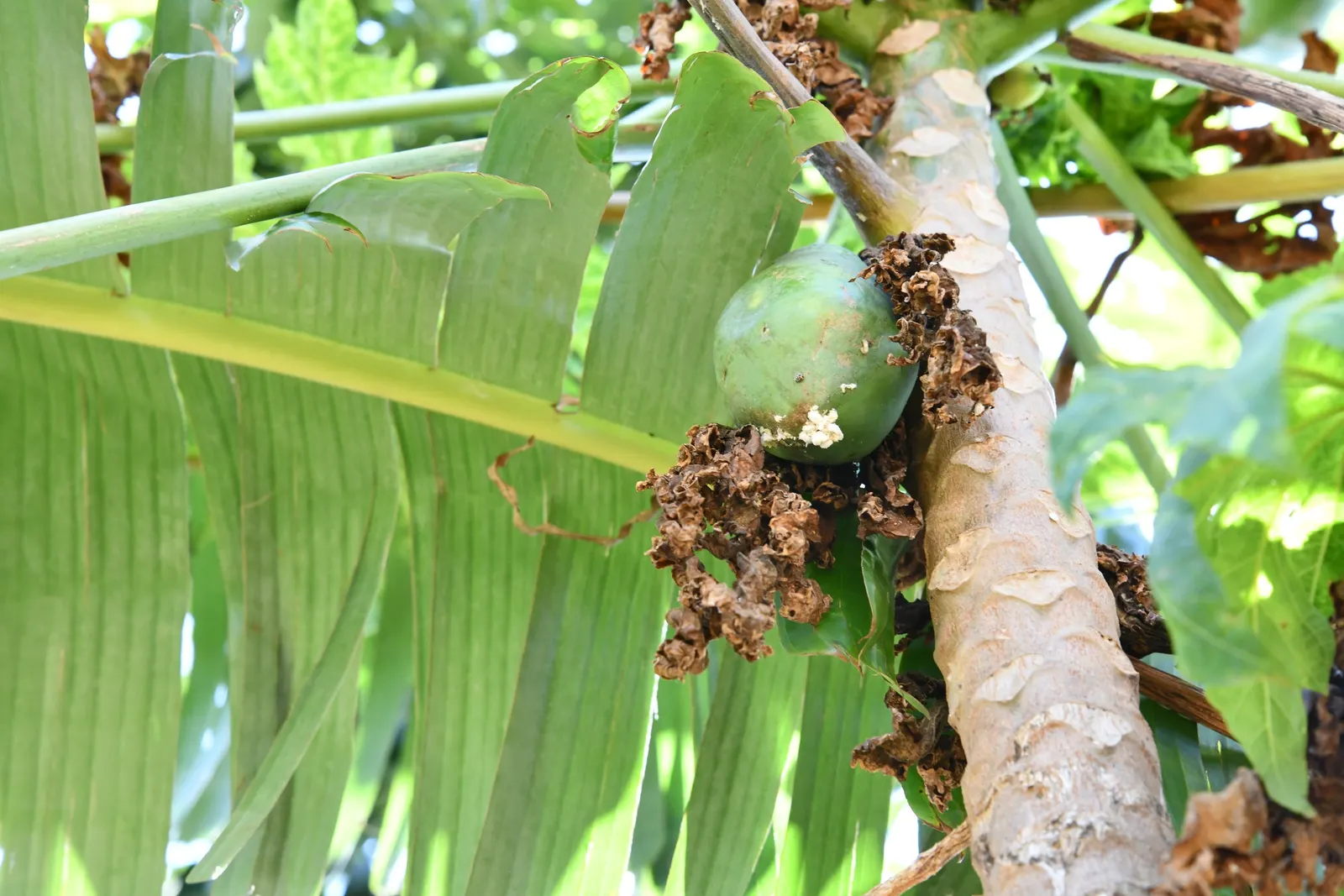 Pawpaw (Asimina Triloba) — the Pawpaw adds a tropical flair and provides exceptional fall color with its golden-yellow foliage; as it is not a favorite of bees