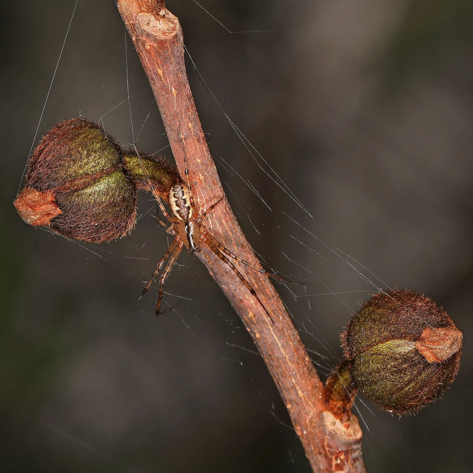 Pawpaw (Asimina Triloba) — providing nourishment for caterpillars of the Zebra Swallowtail butterfly