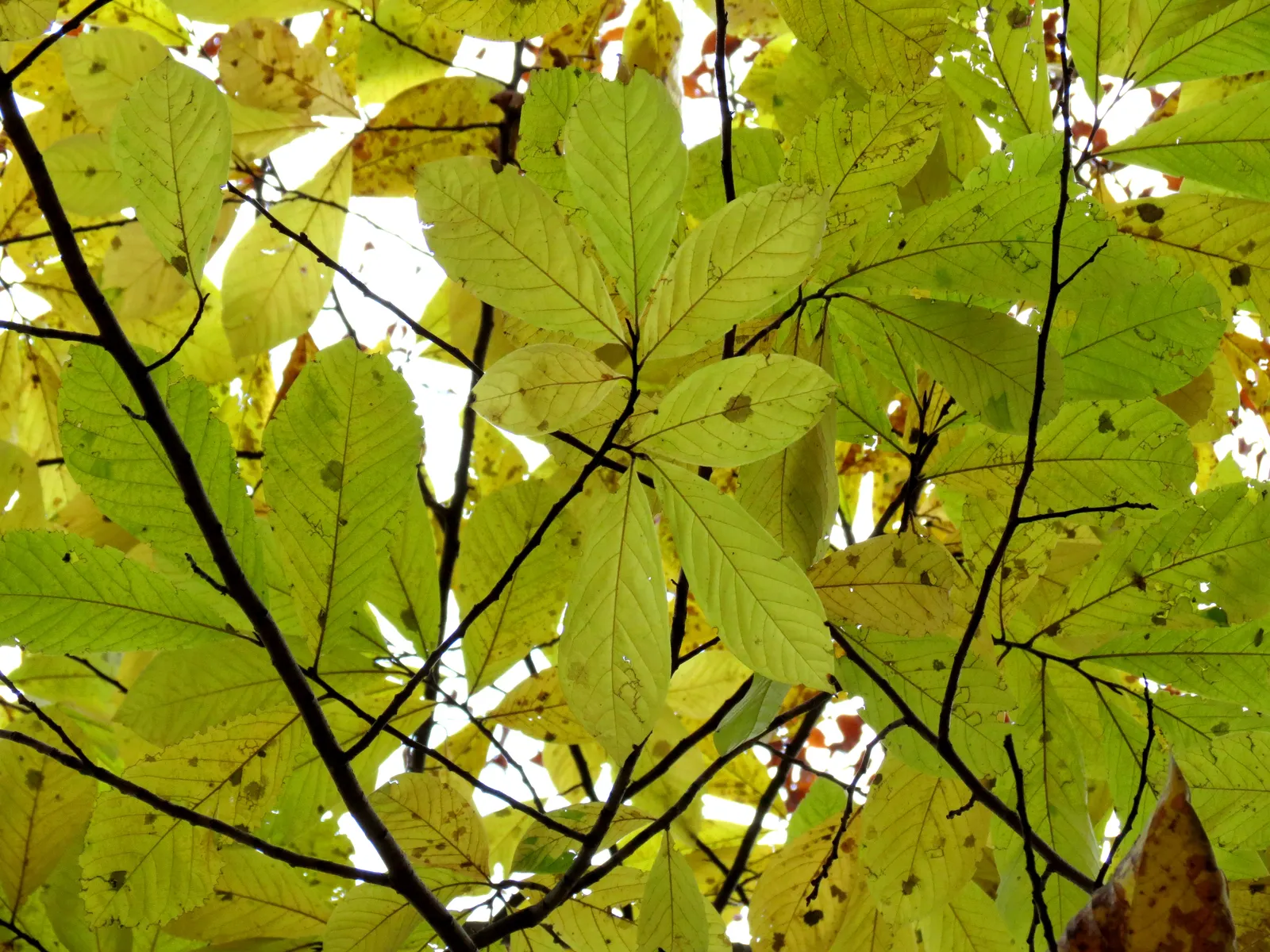 Pawpaw (Asimina Triloba) — Ideal for understory planting or naturalized areas; the Pawpaw adds a tropical flair and provides exceptional fall color, image 109
