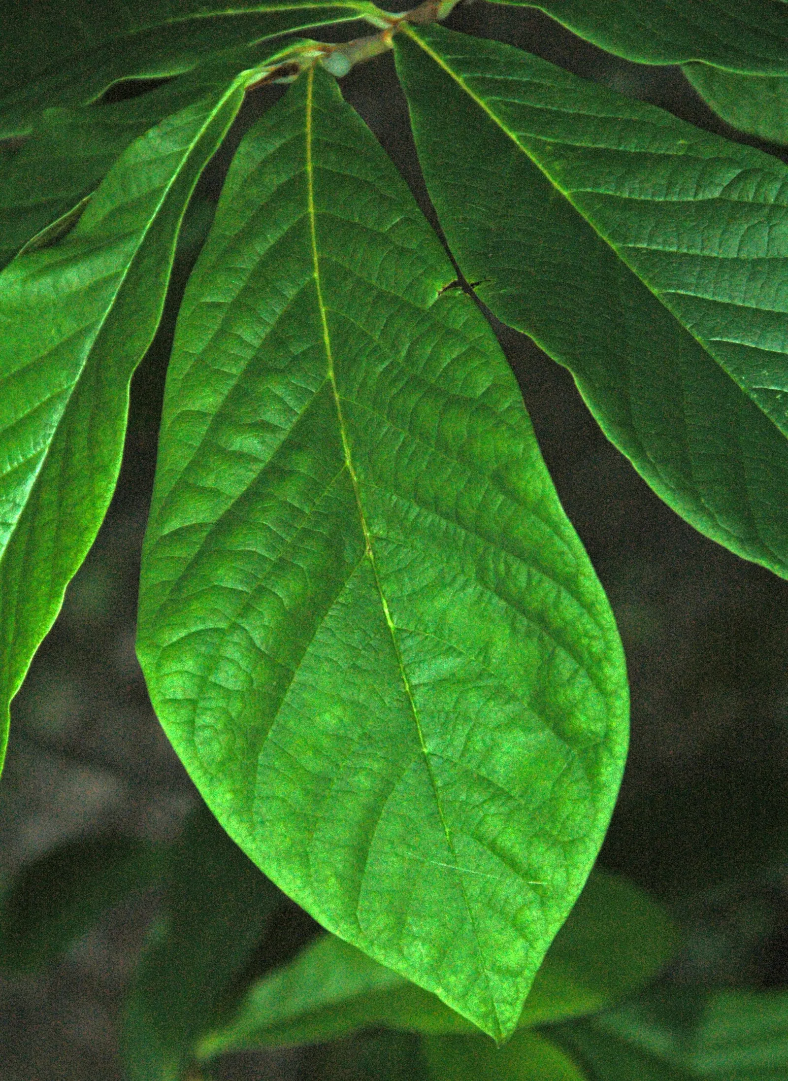 Pawpaw (Asimina Triloba) — It typically grows to 15-20 feet in height with an equal spread