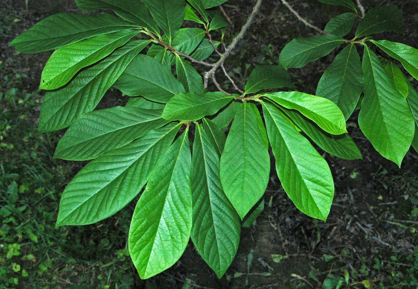 Pawpaw (Asimina Triloba) — tree with purple blooms; partial shade to full sunlight is acceptable, image 103