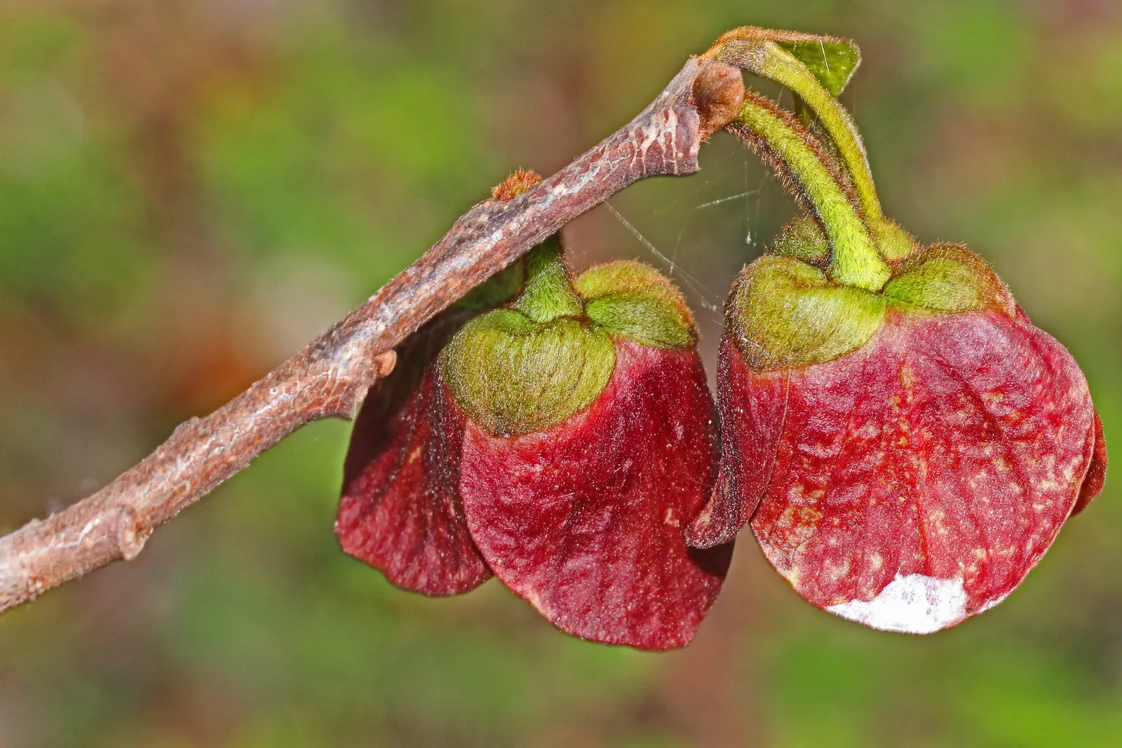 Pawpaw (Asimina Triloba) — reaching 15-20 ft high with a similar spread; these have a custard-like texture with a flavor profile reminiscent of, image 106
