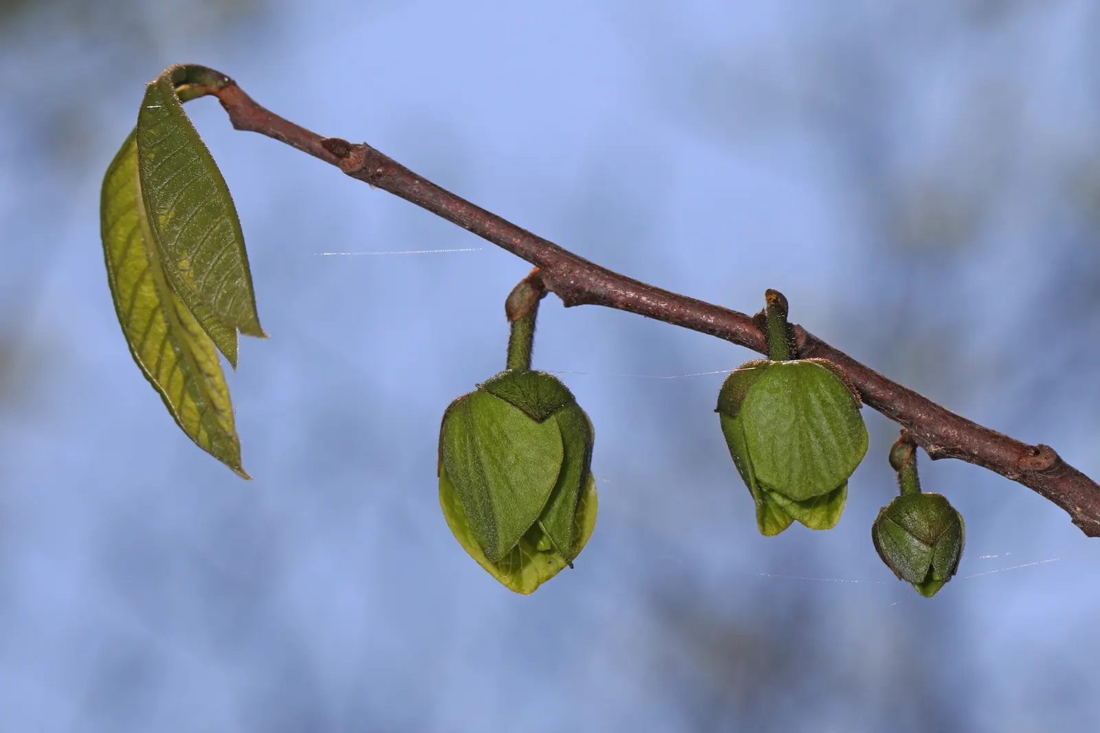 Pawpaw (Asimina Triloba) — is a versatile deciduous tree that contributes a tropical aesthetic to temperate landscapes; when designing with, image 111