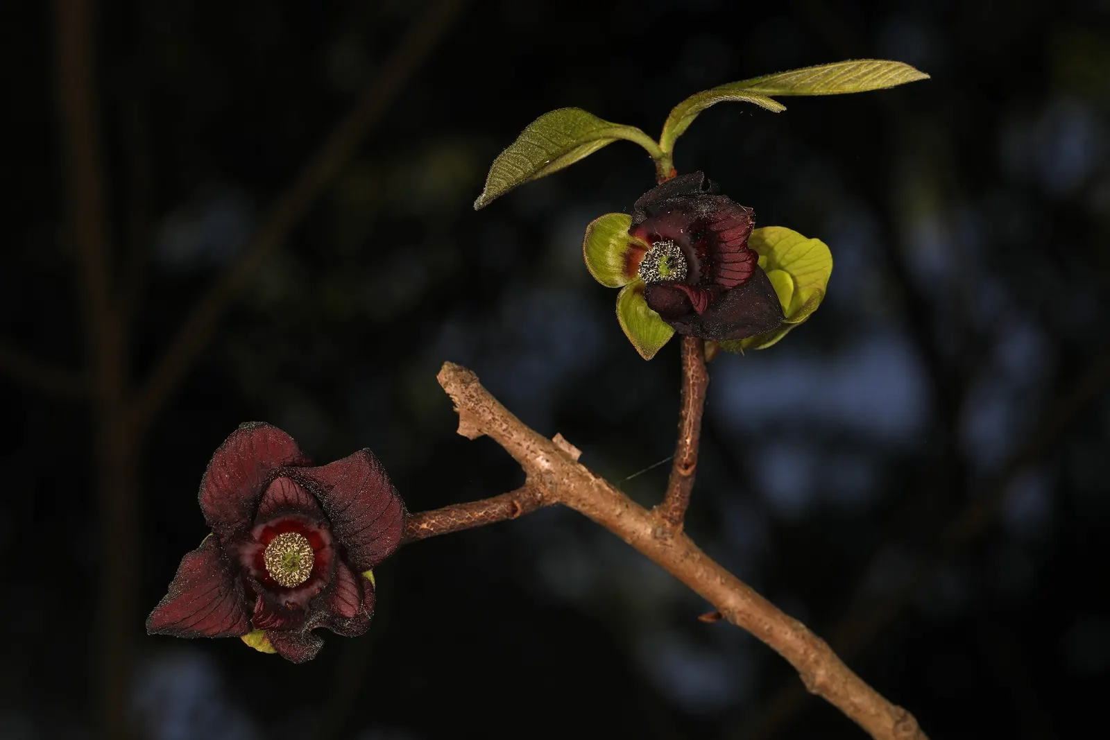 Pawpaw (Asimina Triloba) — purple flowers in the garden
