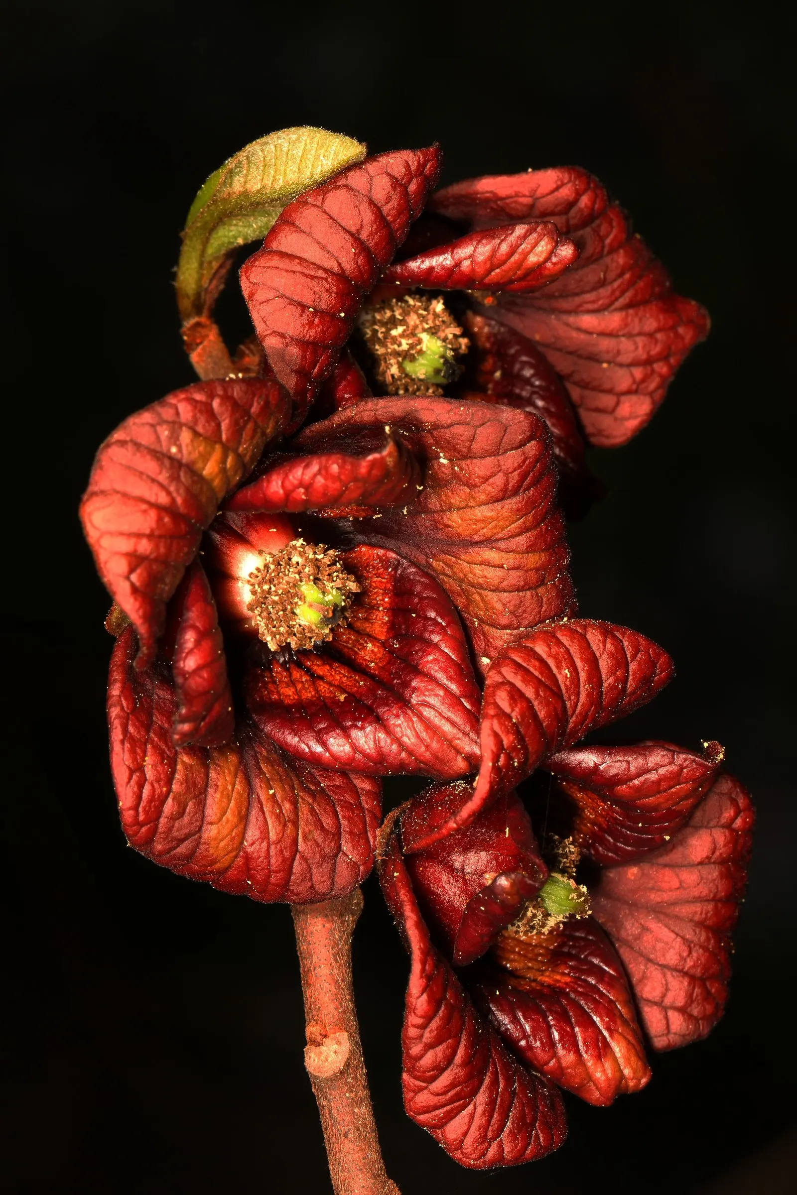 Pawpaw (Asimina Triloba) — rendering it an ideal choice for small yards or as an understory tree in larger woodland gardens; it typically grows to, image 87