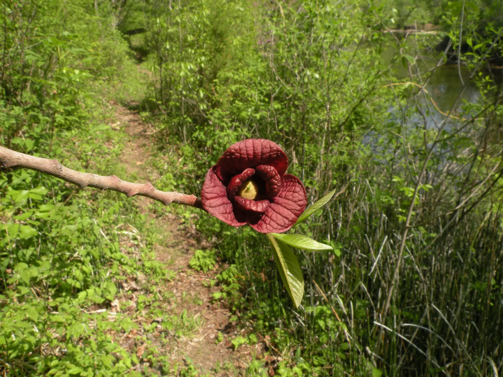 Pawpaw (Asimina Triloba) — typically by flies or beetles; renowned for large, edible fruits reminiscent of bananas and custard, and maroon, image 116