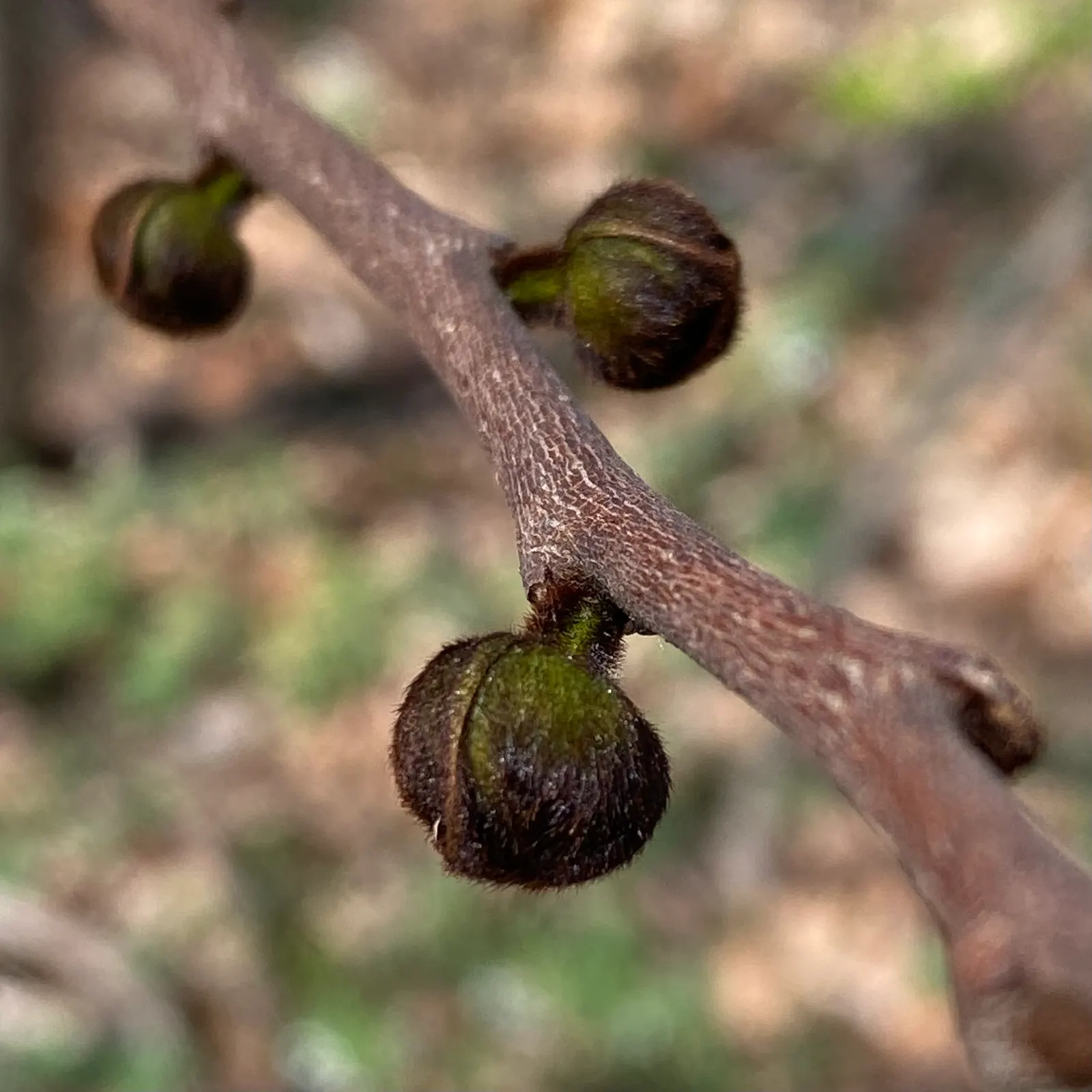 Pawpaw (Asimina Triloba) — purple flowers in the garden; rendering it an ideal choice for small yards or as an understory tree in larger woodland gardens
