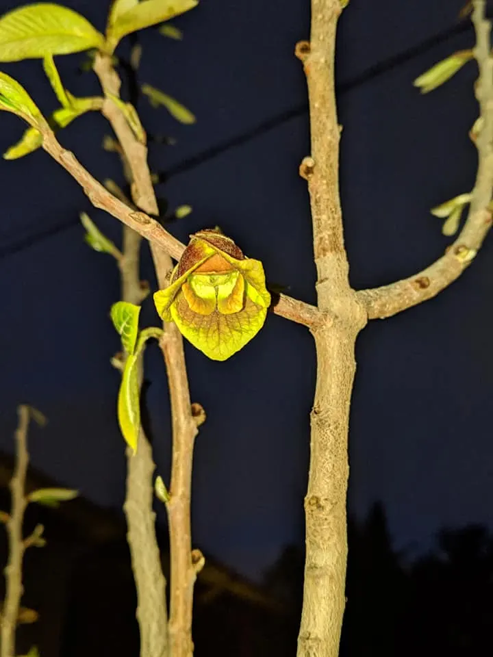 Pawpaw (Asimina Triloba) — tree for full; which rely on the tree for survival, image 78