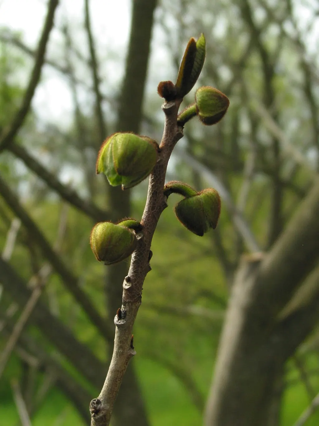 Pawpaw (Asimina Triloba) — typically by flies or beetles