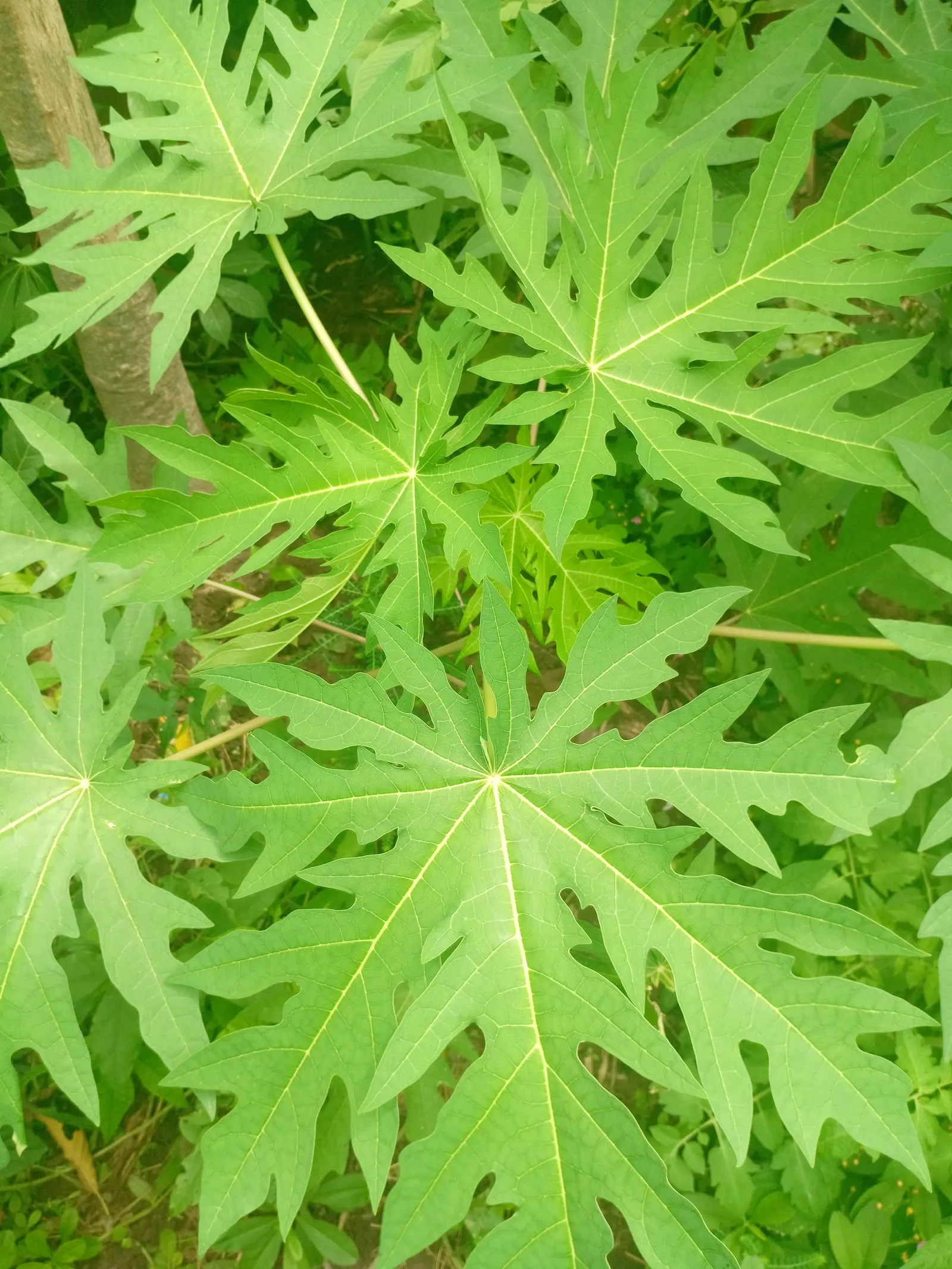 Pawpaw (Asimina Triloba) — offering not just visual interest but also seasonal treats; tree for full, image 71