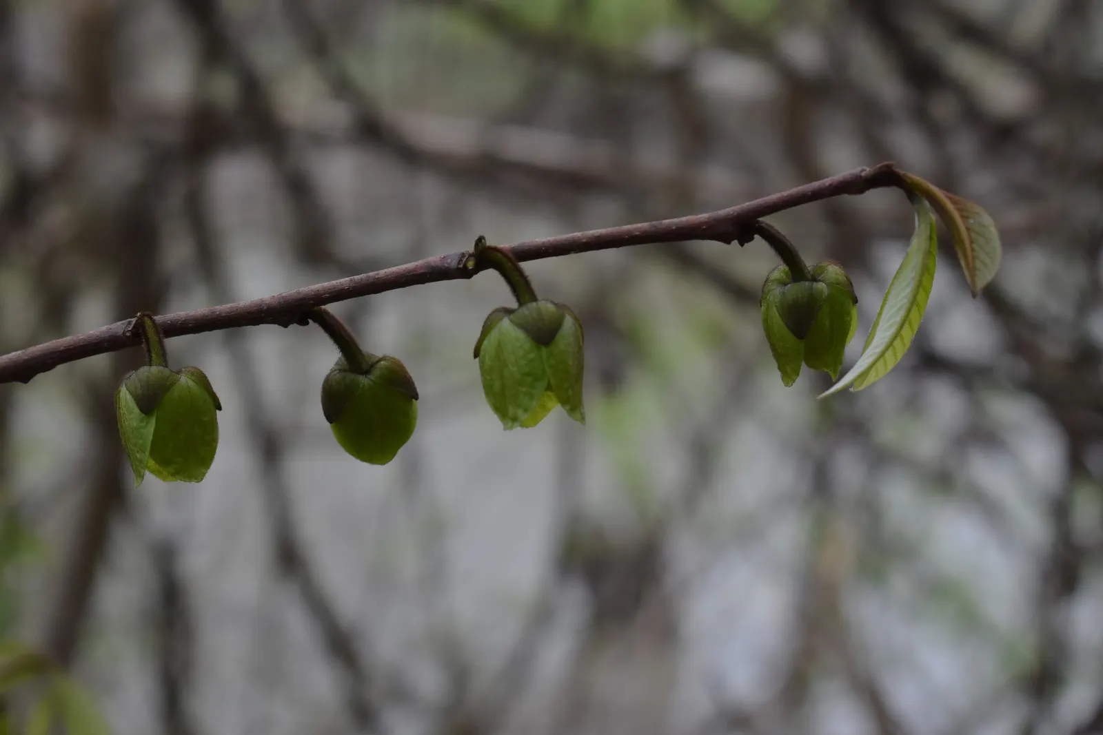 Pawpaw (Asimina Triloba) — offering not just visual interest but also seasonal treats; tree for full