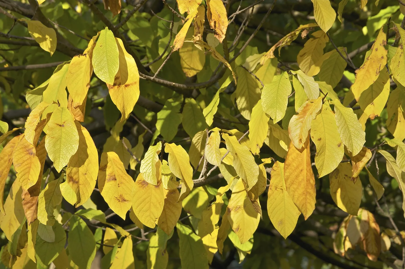 Pawpaw (Asimina Triloba) — reaching 15-20 ft high with a similar spread; these have a custard-like texture with a flavor profile reminiscent of bananas
