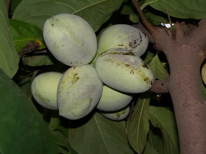 Pawpaw (Asimina Triloba) — Ideal for understory planting or naturalized areas; the Pawpaw adds a tropical flair and provides exceptional fall color, image 57