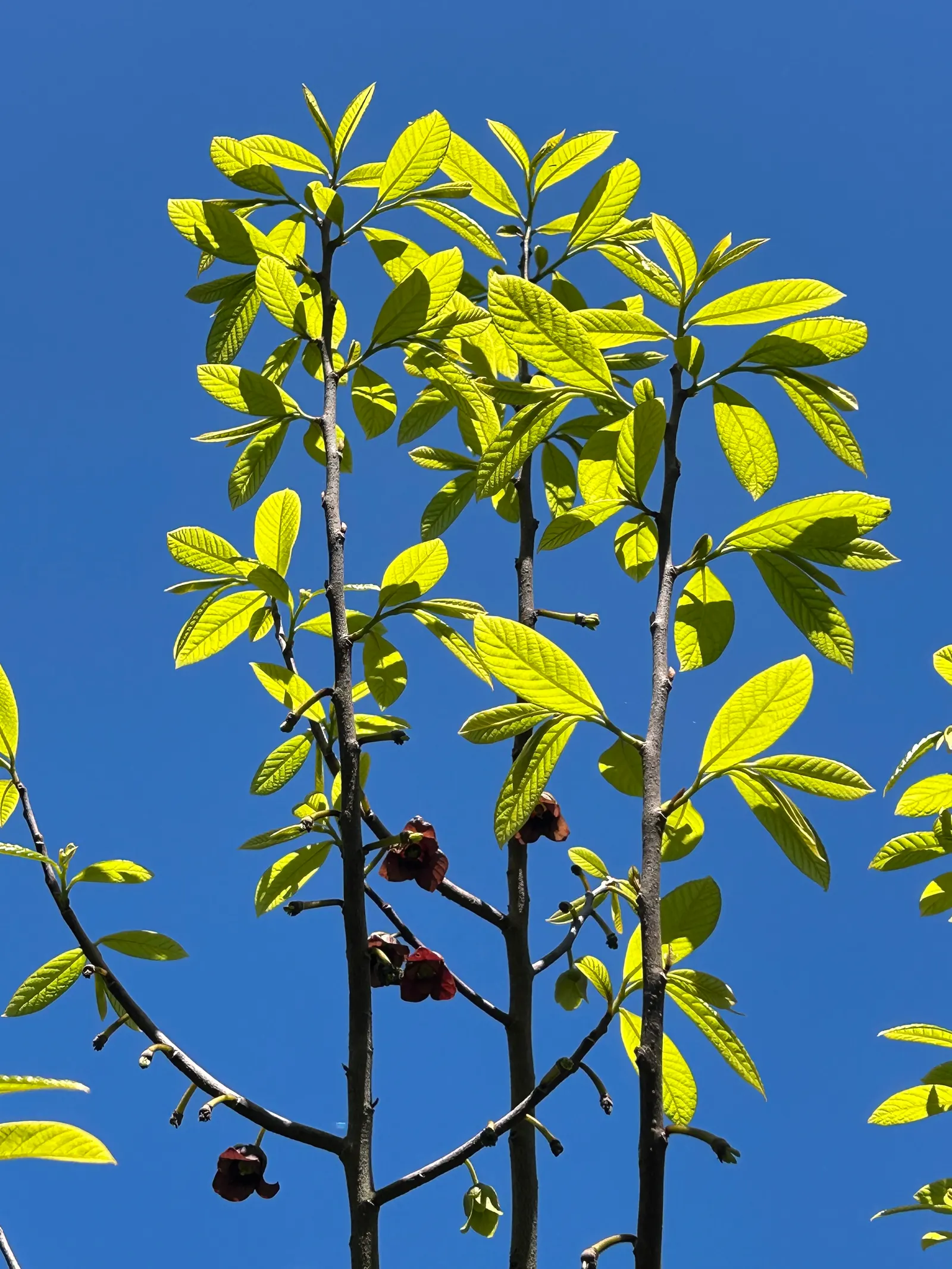 Pawpaw (Asimina Triloba) — purple flowers in the garden; rendering it an ideal choice for small yards or as an understory tree in larger woodland, image 102