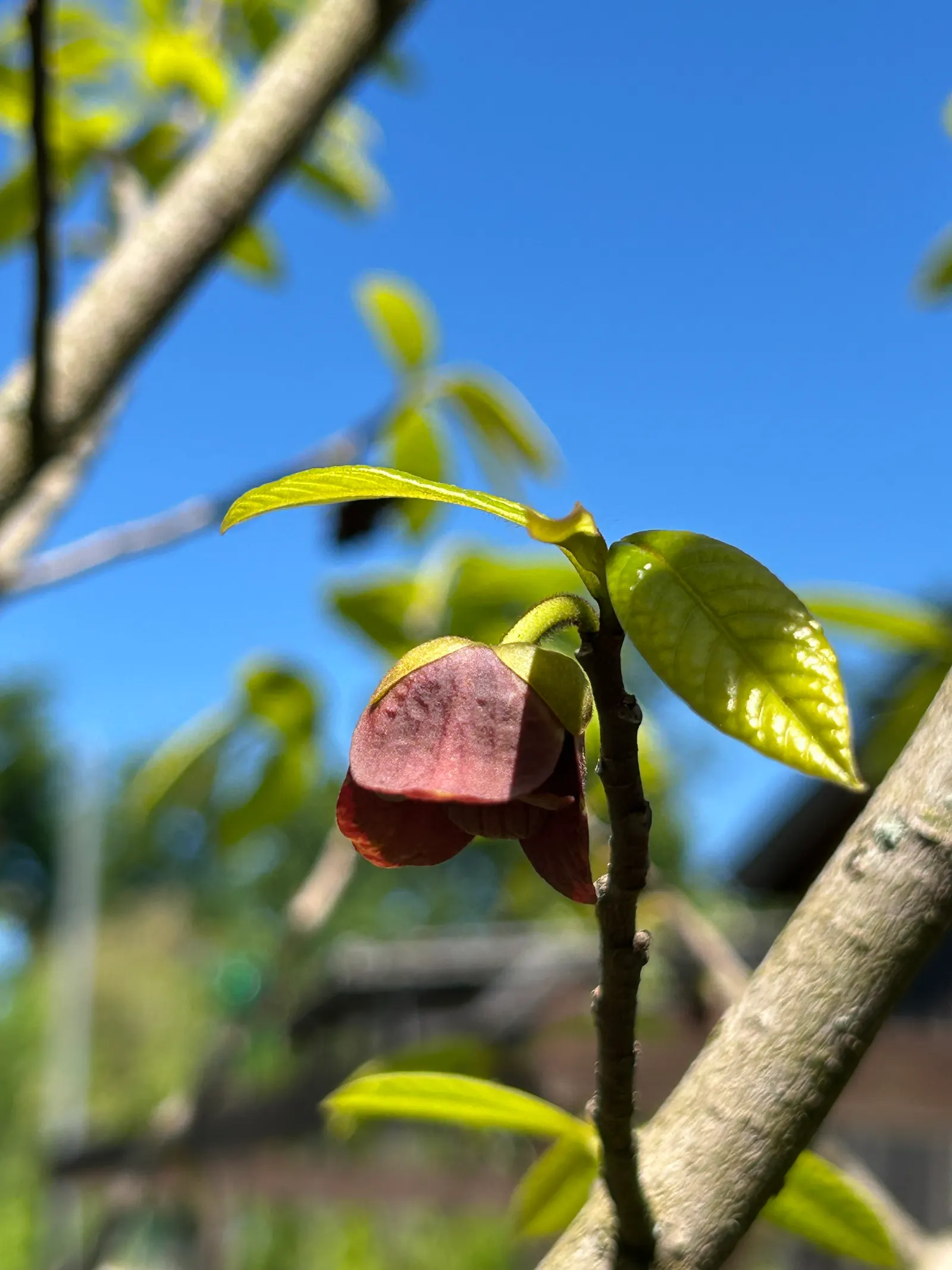 Pawpaw (Asimina Triloba) — These have a custard-like texture with a flavor profile reminiscent of bananas, mangoes, and melon; providing, image 115
