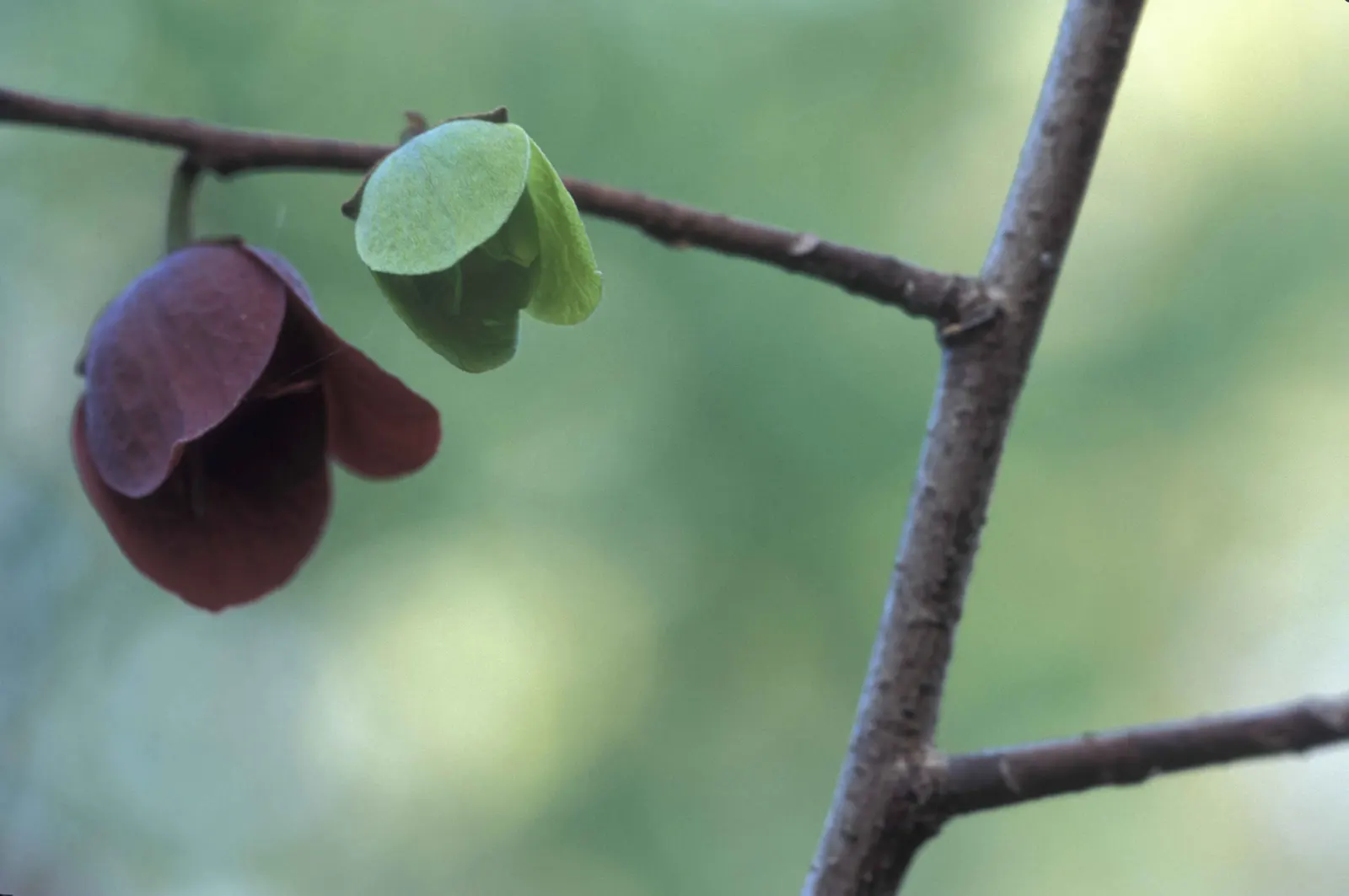 Pawpaw (Asimina Triloba) — is a deciduous North American native tree; prefers moist, well-drained soil in partial shade, image 53