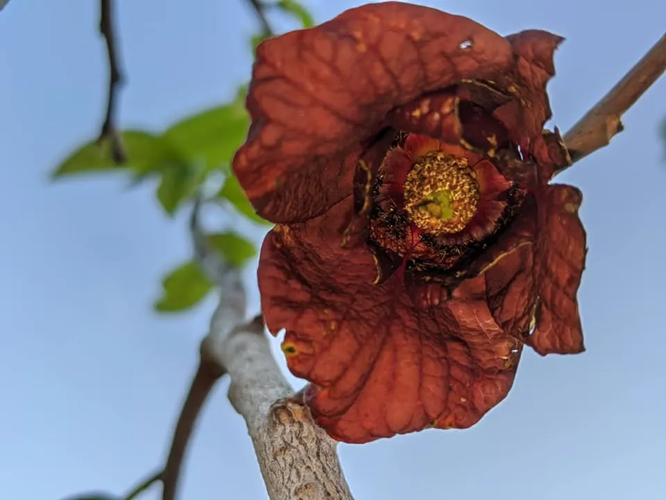 Pawpaw (Asimina Triloba) — It typically grows to 15-20 feet in height with an equal spread; is a deciduous North American native tree, image 60