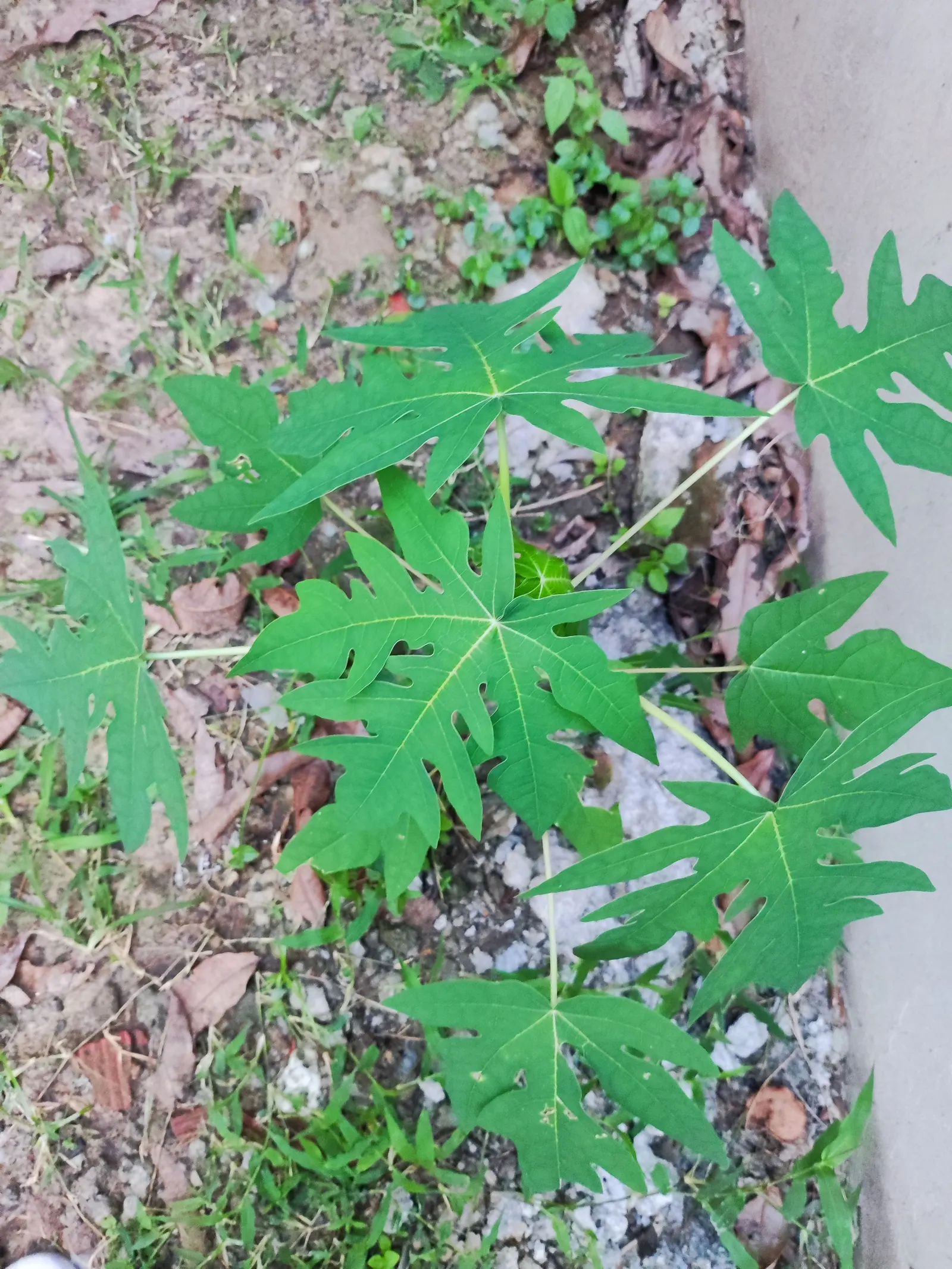 Pawpaw (Asimina Triloba) — but fruiting is most abundant in full sun.<br><br>In a landscape