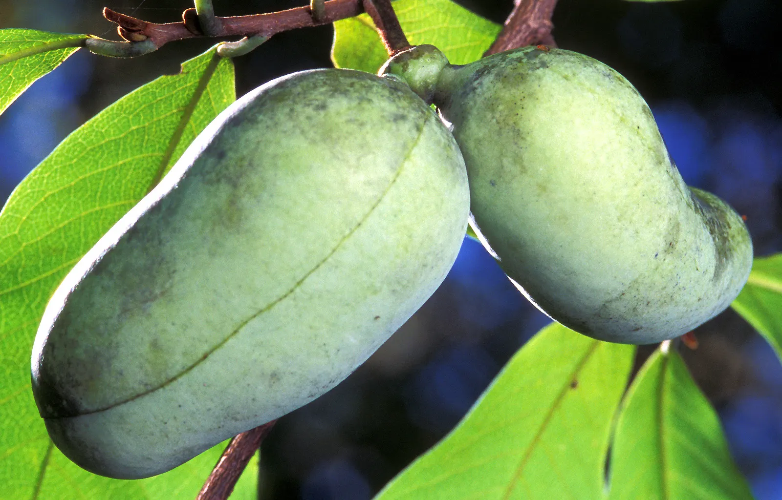Pawpaw (Asimina Triloba) — Renowned for large, edible fruits reminiscent of bananas and custard, and maroon, six-petaled flowers; the Pawpaw can serve as an