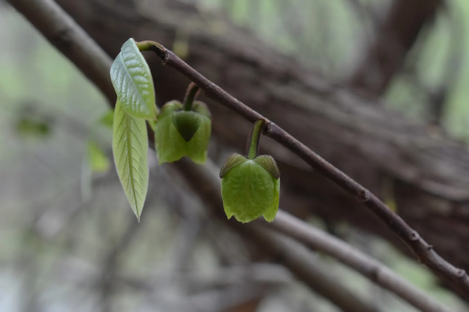 Pawpaw (Asimina Triloba) — tree with purple blooms