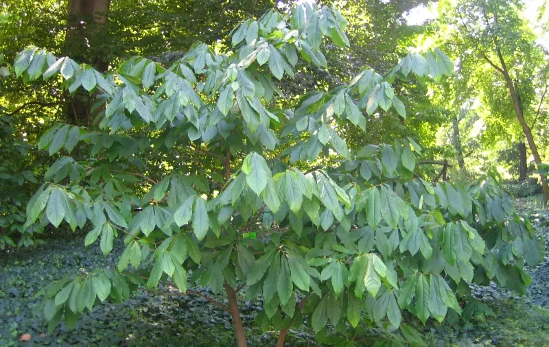 Pawpaw (Asimina Triloba) — is a deciduous North American native tree; prefers moist, well-drained soil in partial shade, image 105