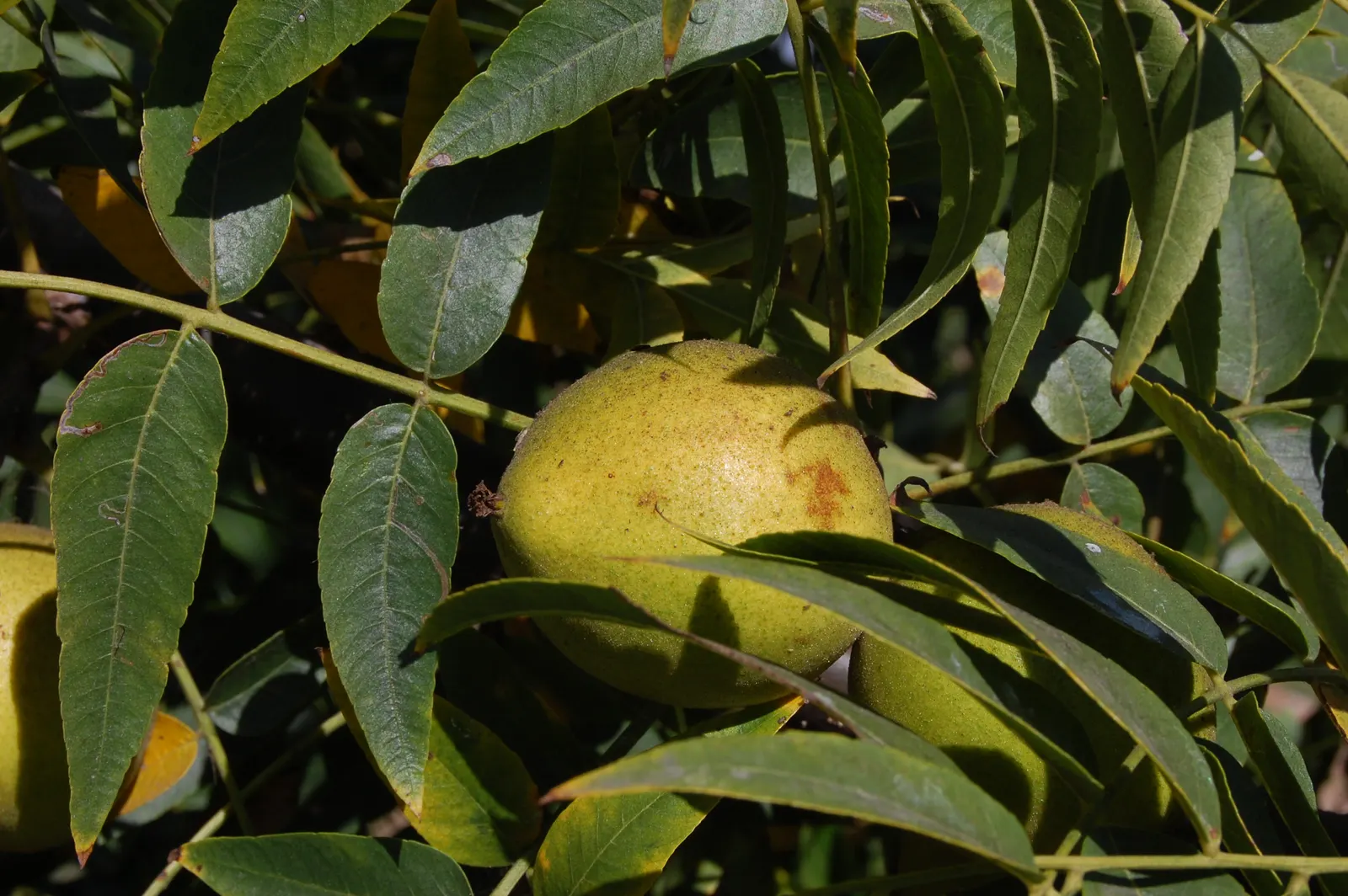 California Walnut (Juglans Californica) — preferring USDA hardiness zones 7 to 9.<br><br>Adorned with pinnately compound leaves
