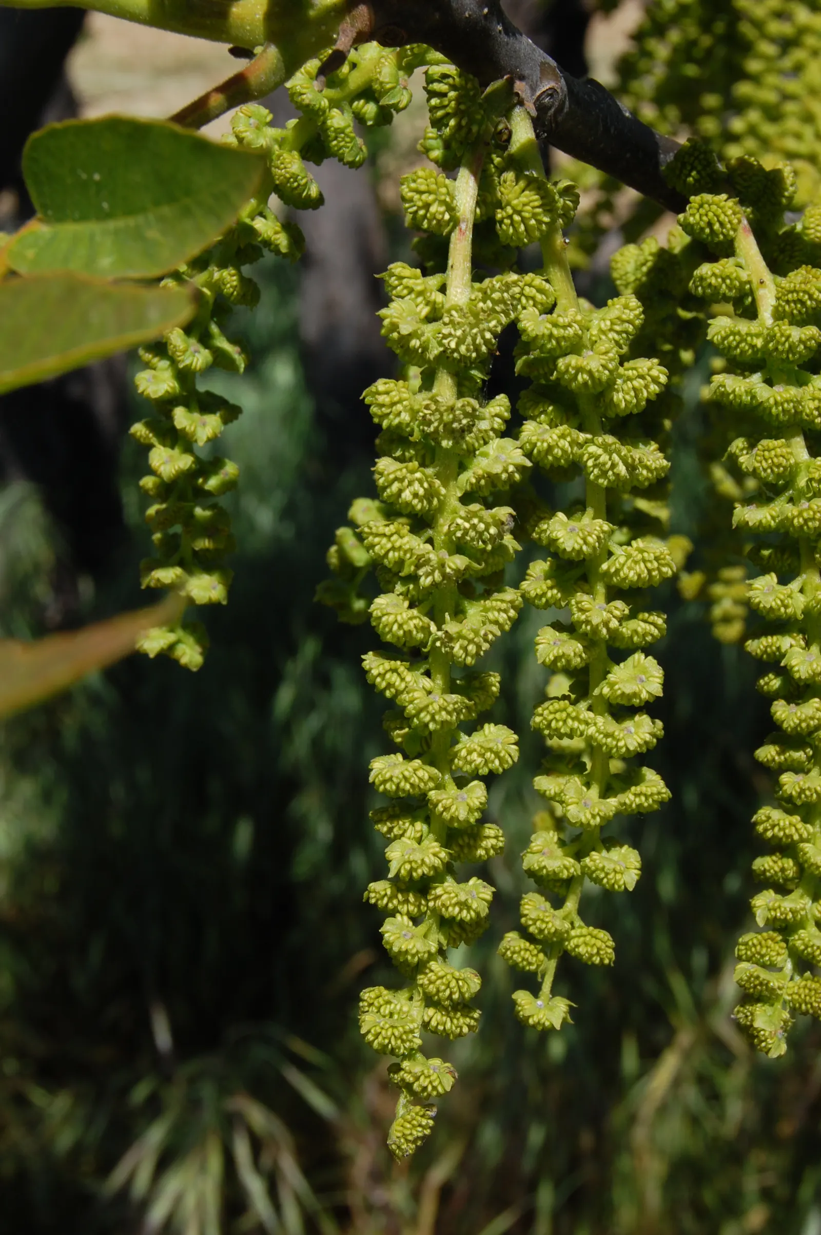 California Walnut (Juglans Californica) — gracing landscapes with a charming
