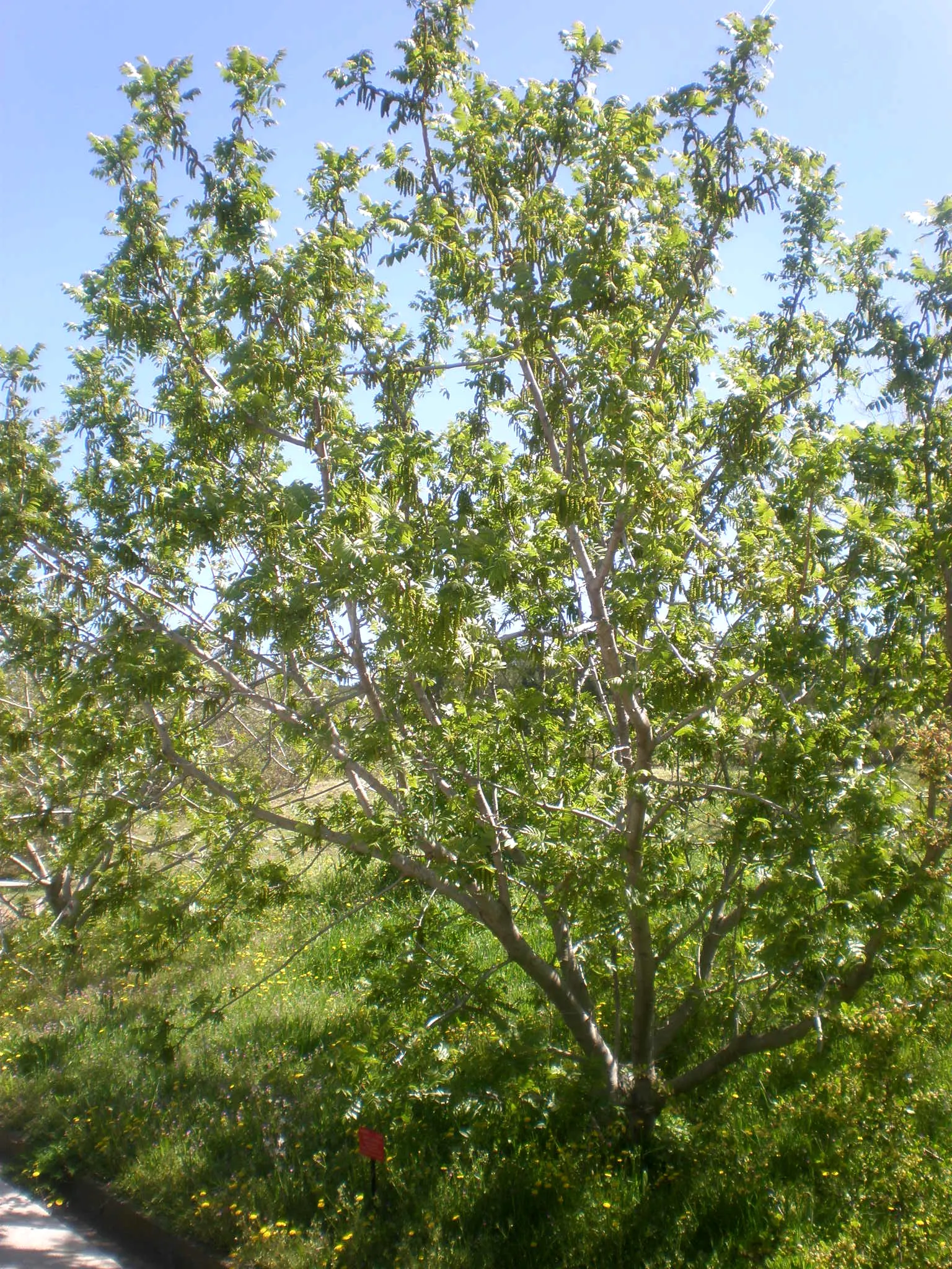 California Walnut (Juglans Californica) — a chemical that can inhibit growth in sensitive plants; prized for its aromatic foliage and round, 1.5 to 2-inch