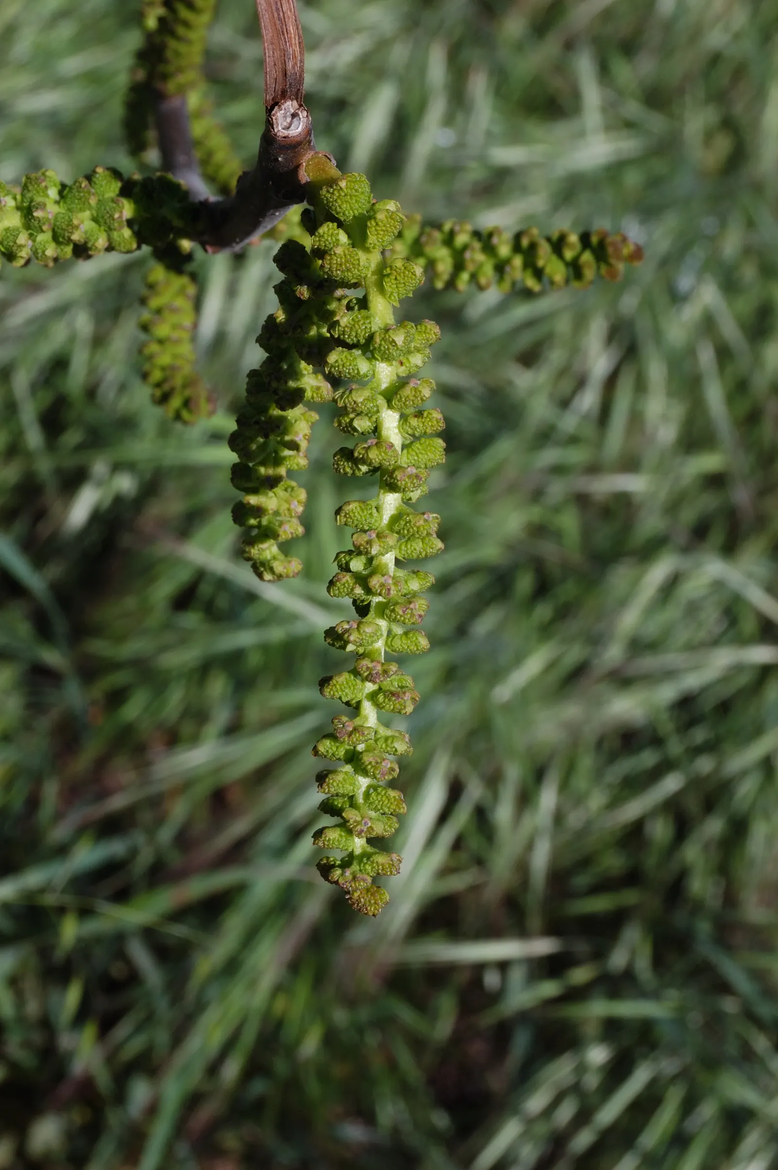 California Walnut (Juglans Californica) — so be mindful of its companions in your garden design; making it an ideal choice for medium-sized gardens or urban