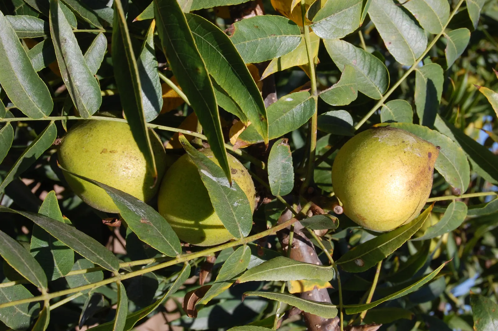 California Walnut (Juglans Californica) — tree for full; consider that it produces juglone