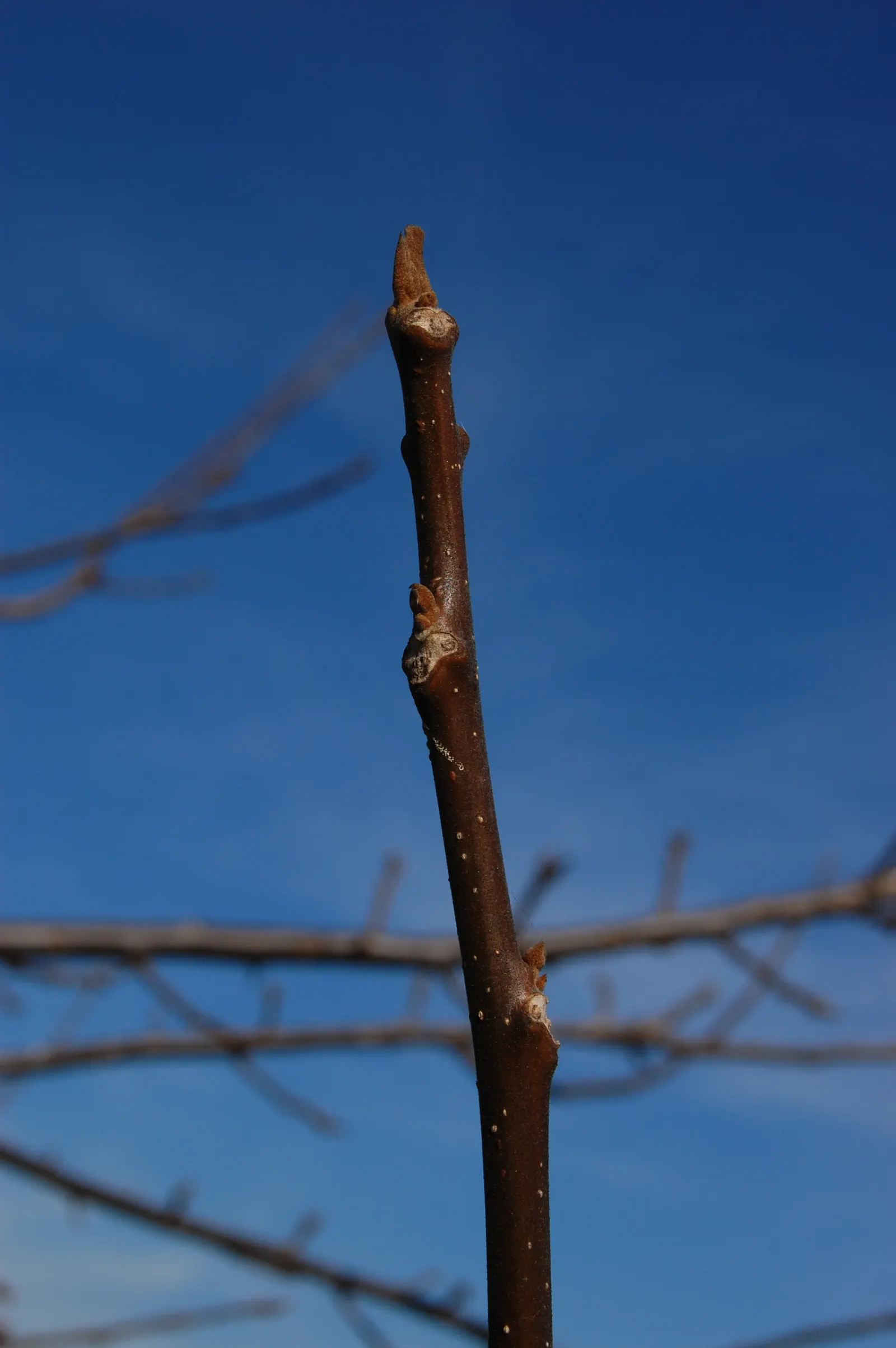 California Walnut (Juglans Californica) — The walnut relies on low to moderate water, aligning with drought-tolerant landscape approaches; gracing landscapes
