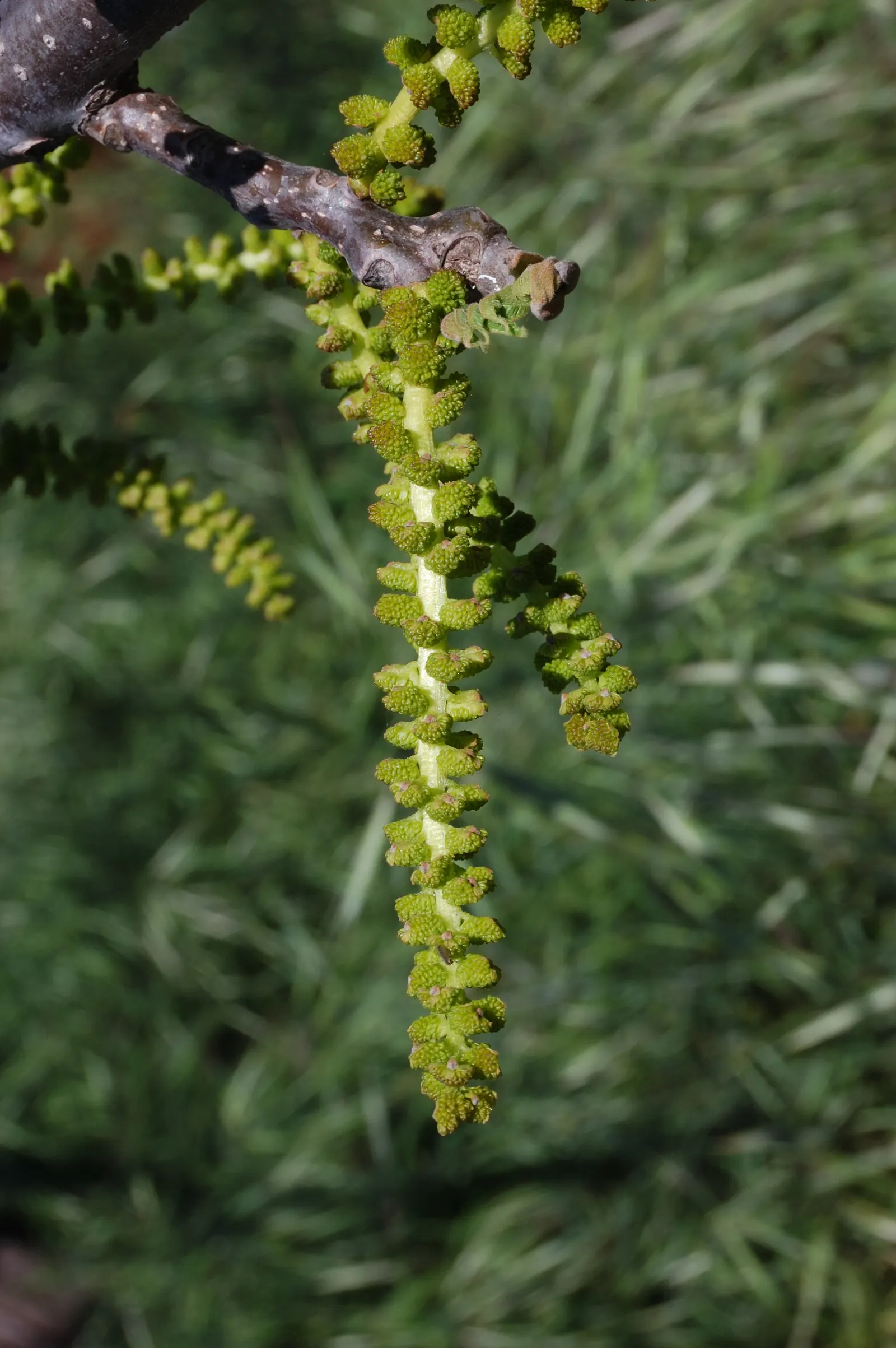 California Walnut (Juglans Californica) — The California Walnut, Juglans californica, is a native, deciduous tree reaching up to 30 feet tall