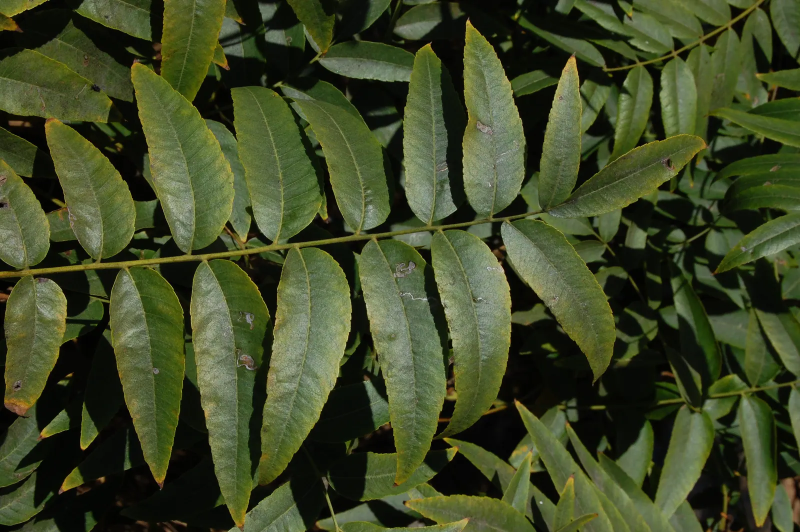 California Walnut (Juglans Californica) — Prized for its aromatic foliage and round, 1.5 to 2-inch walnuts, it thrives in zones 7‚Äì9