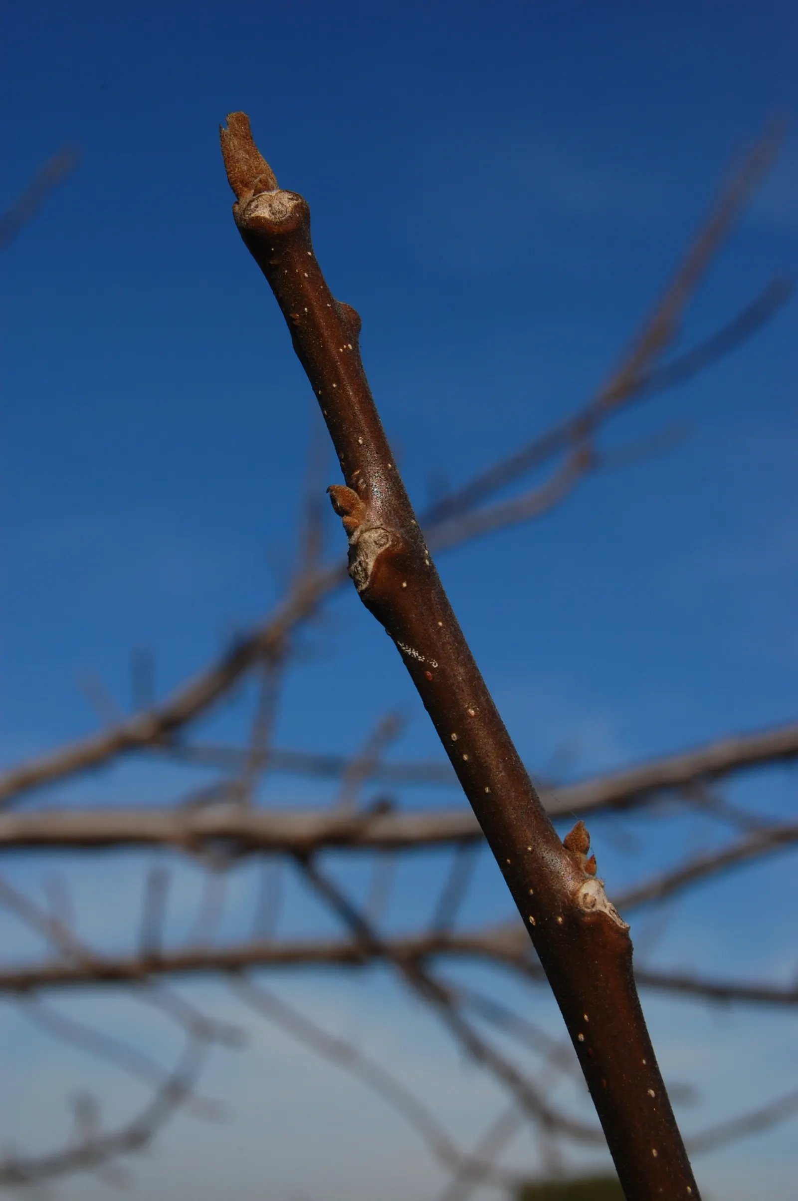 California Walnut (Juglans Californica) — is an enchanting deciduous tree native to California