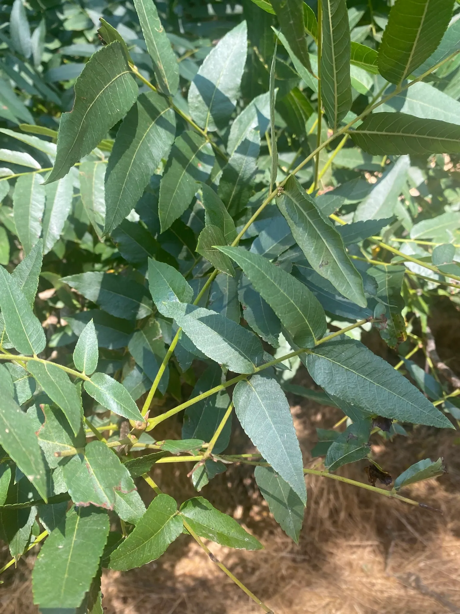 California Walnut (Juglans Californica) — Prized for its aromatic foliage and round, 1.5 to 2-inch walnuts, it thrives in zones 7‚Äì9; preferring USDA