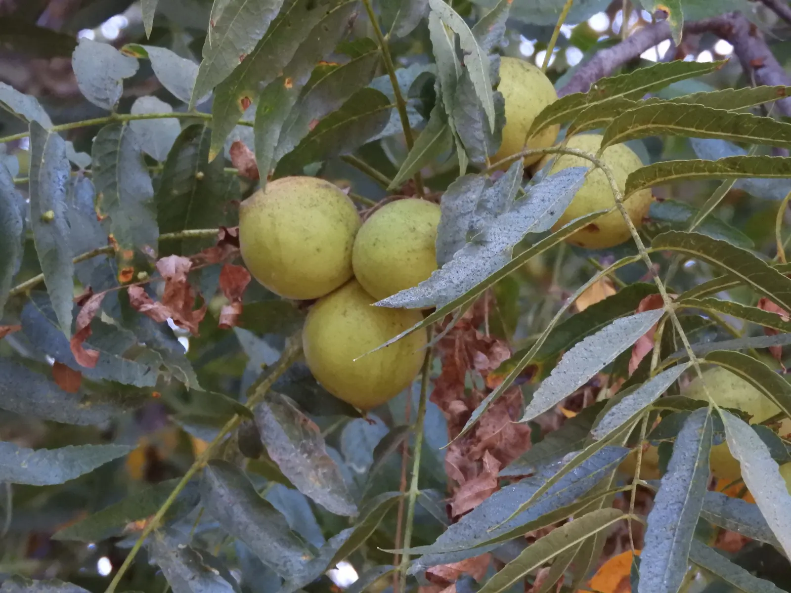 California Walnut (Juglans Californica) — making it an ideal choice for medium-sized gardens or urban settings where space is at a premium; adaptable to