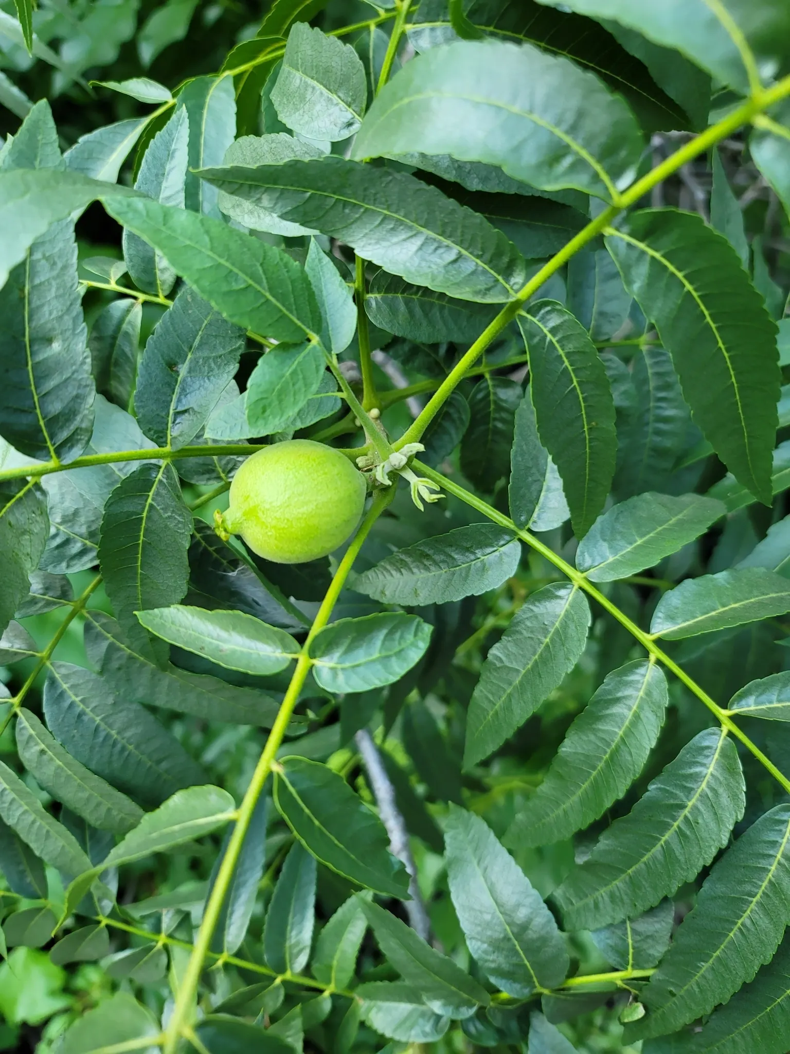 California Walnut (Juglans Californica) — The California Walnut, Juglans californica, is a native, deciduous tree reaching up to 30 feet tall; space trees 20