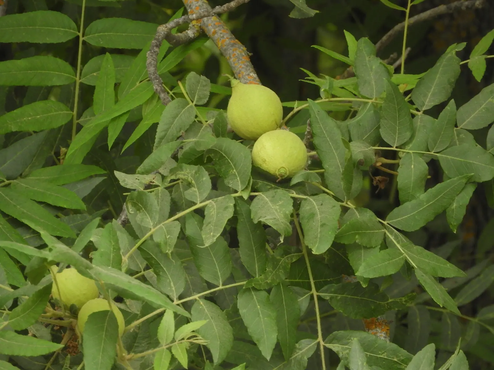 California Walnut (Juglans Californica) — The walnut relies on low to moderate water, aligning with drought-tolerant landscape approaches