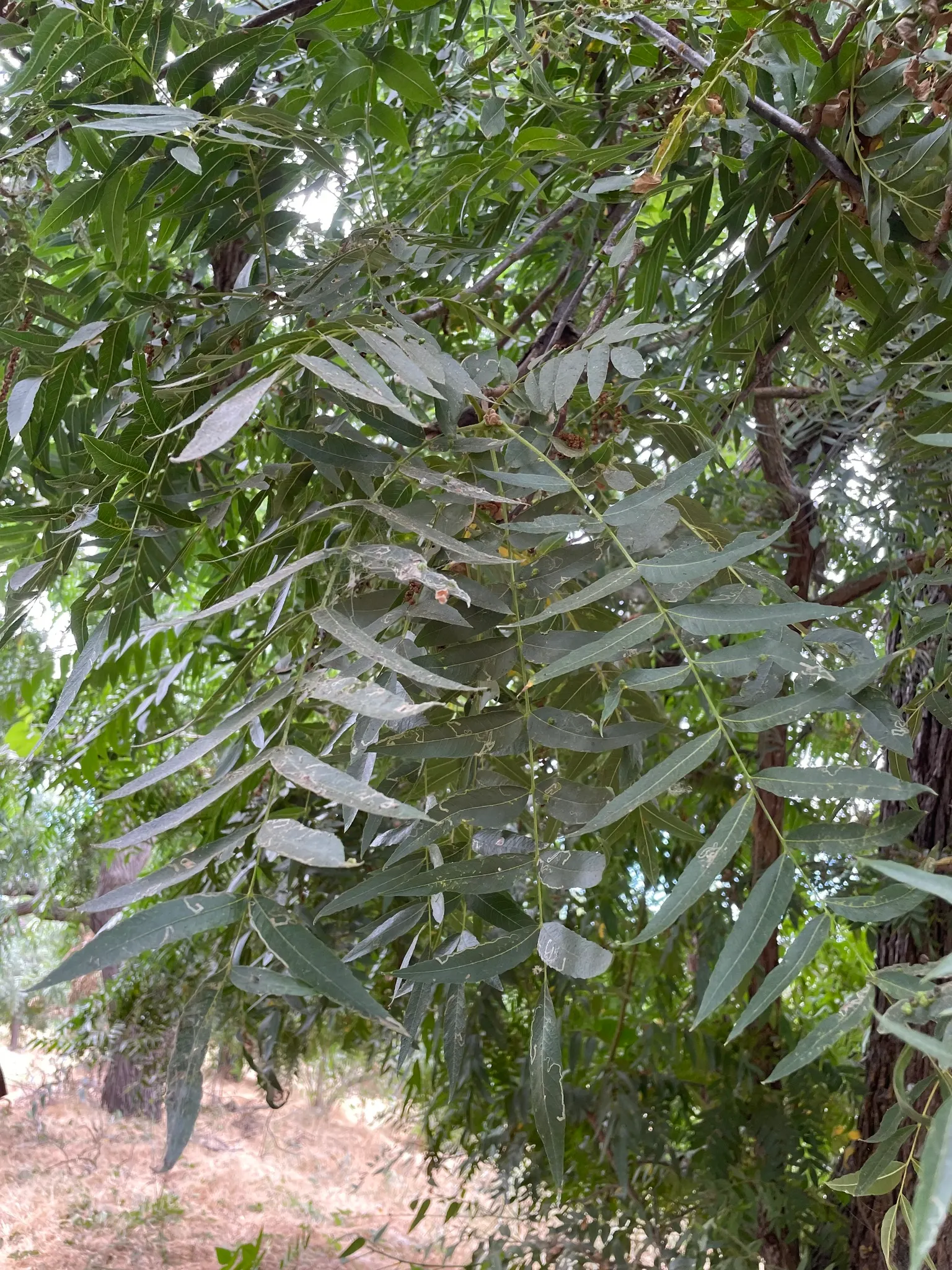 California Walnut (Juglans Californica) — Adaptable to various soils, it prefers full sun to partial shade; so be mindful of its companions in your garden